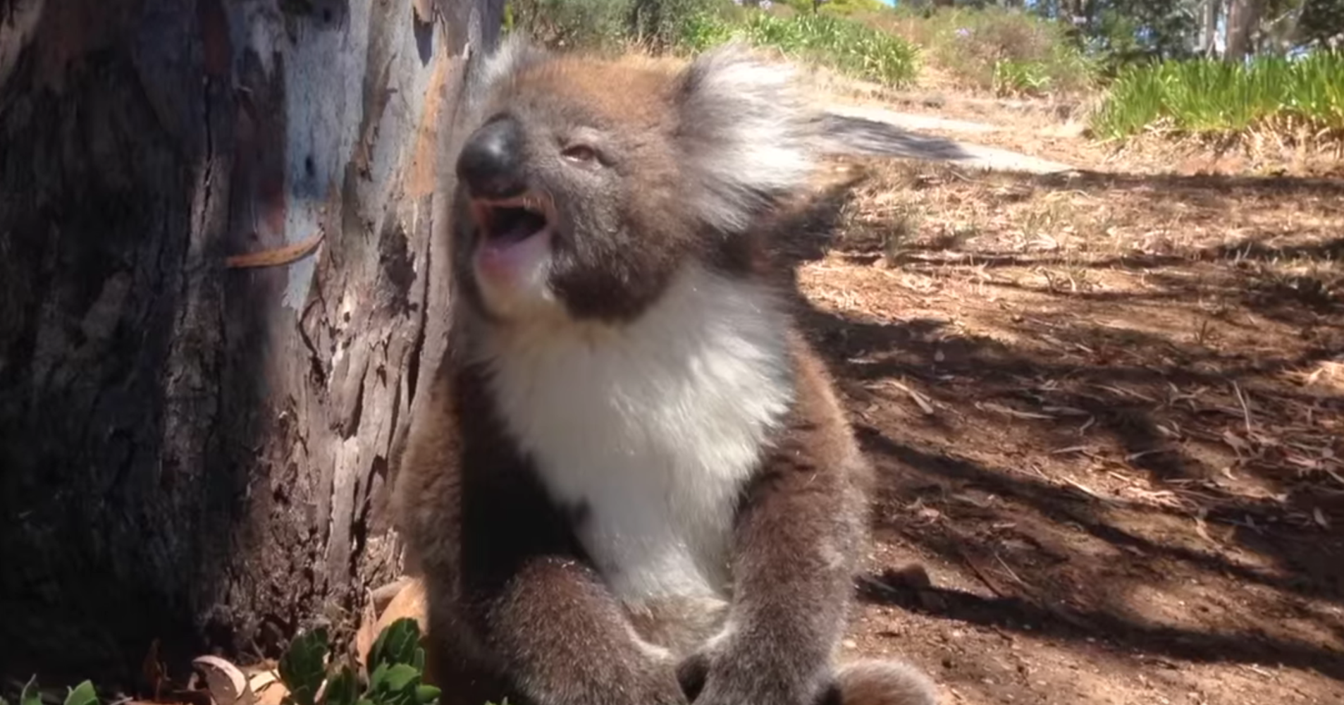Tiny Koala Cries After Getting Kicked Out Of Tree By Grumpy Friend HuffPost