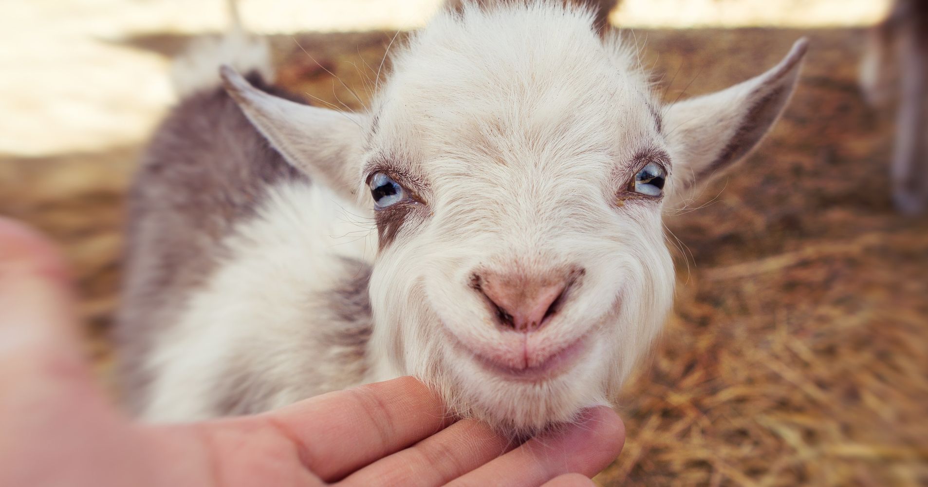 farm-seeks-volunteers-to-cuddle-goats-and-the-internet-comes-to-the