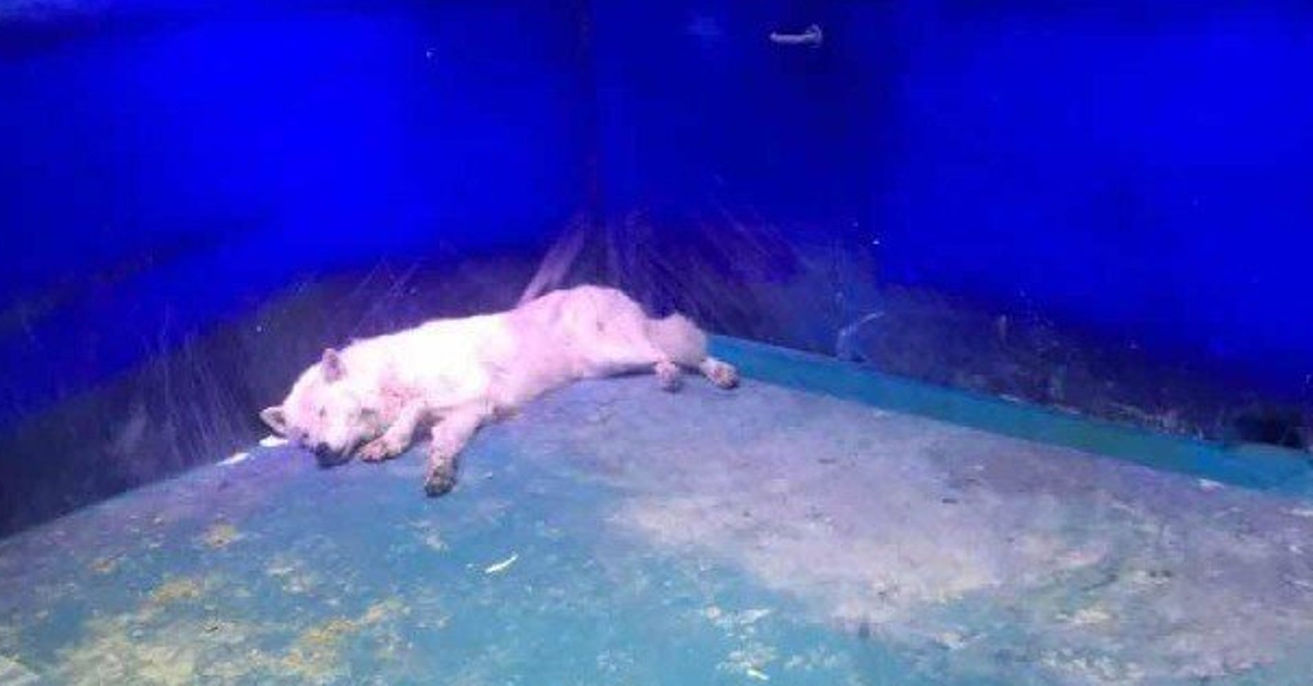 Is This The Worst Zoo In The World? HuffPost