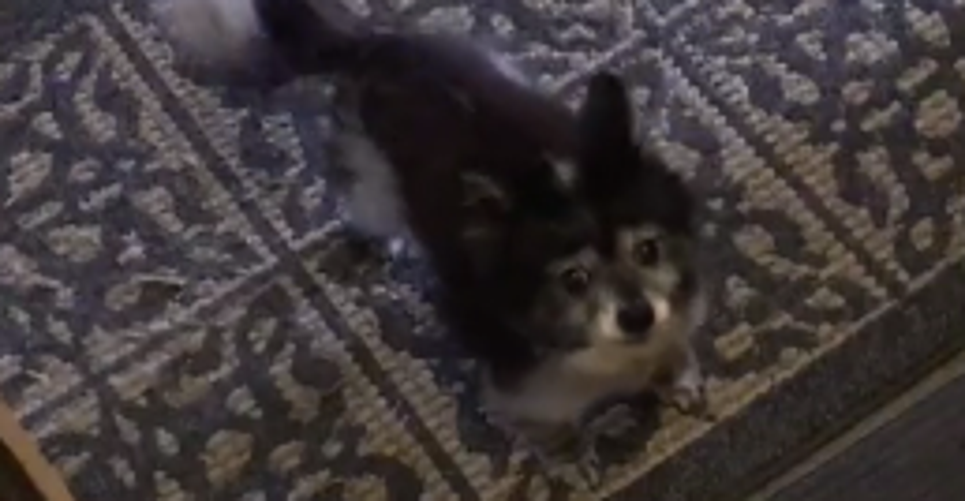This Adorable Dog Is Likely Better HouseTrained Than You HuffPost