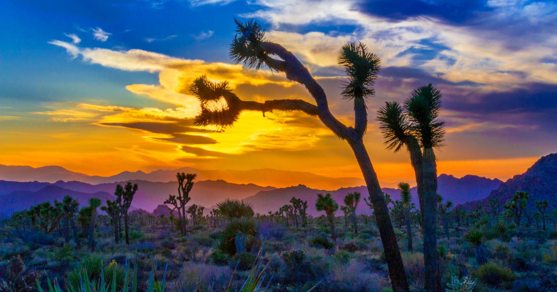 Joshua Tree National Park Is The Most Beautiful Place In