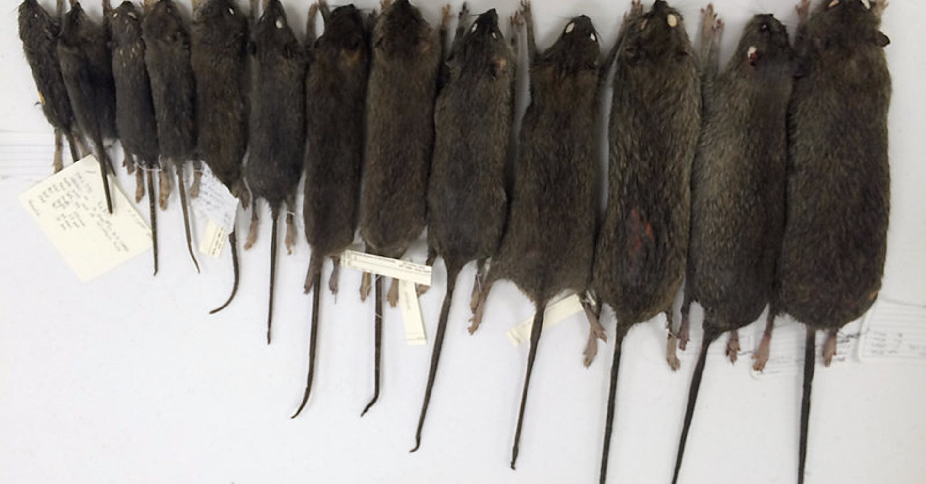 Scientists Show How Big NYC Rats Can Get, And It's Terrifying HuffPost