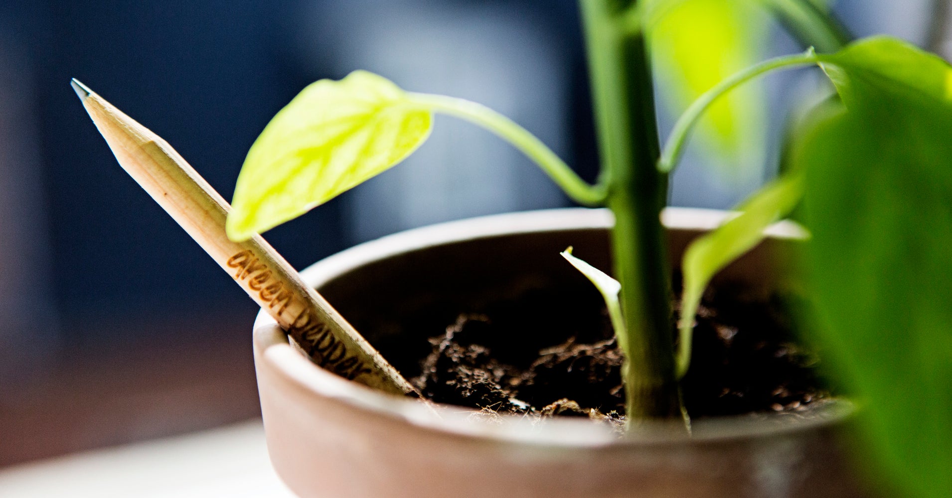Amazing Pencil Turns Into A Plant When You Bury It HuffPost