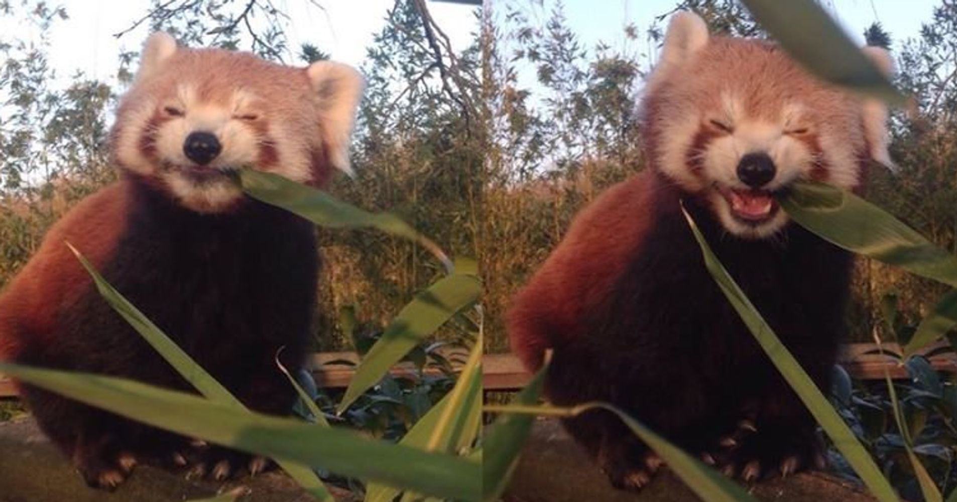 this-happy-red-panda-eating-bamboo-is-our-favorite-foodie-huffpost