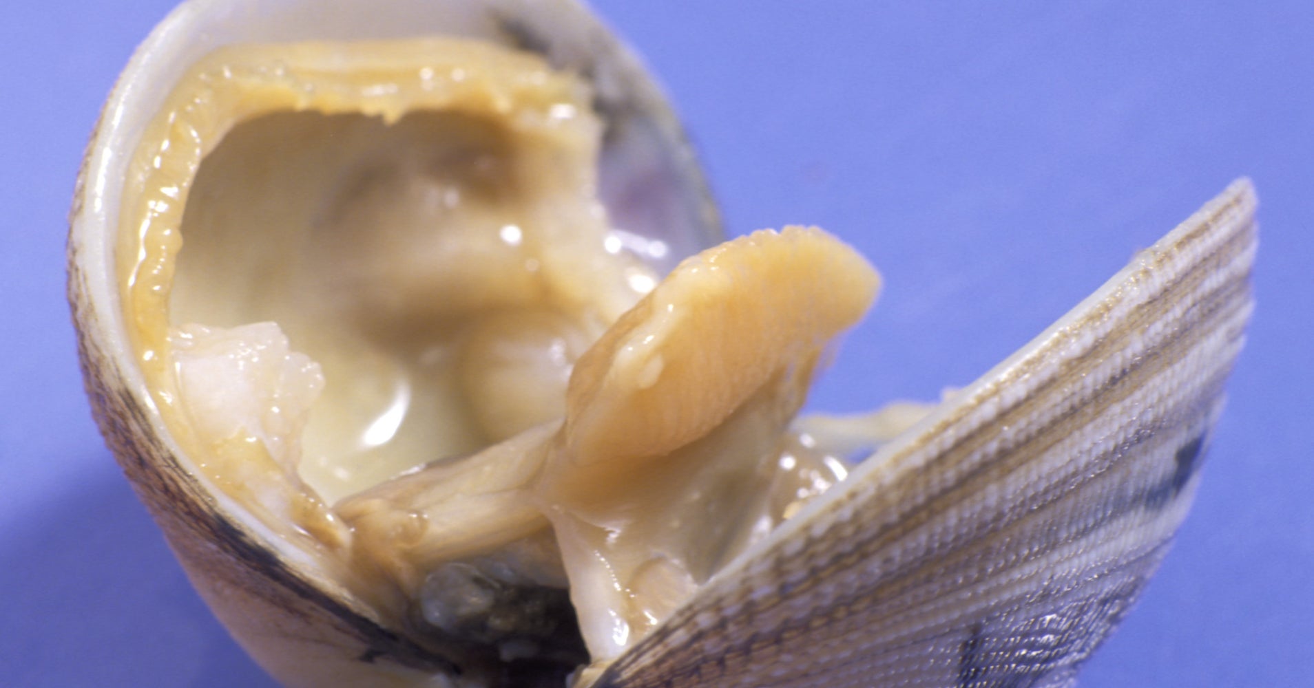 The Secret Life Of Shellfish Will Surprise And Terrify You HuffPost