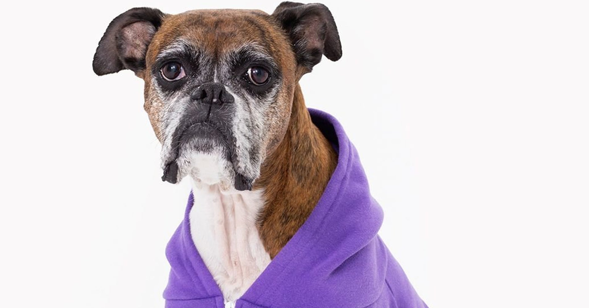 These Dog Models Might Be The Best Thing About American Apparel HuffPost