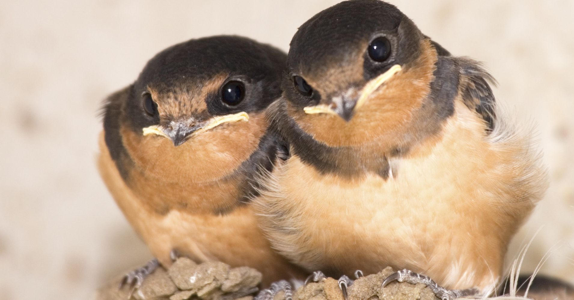 what-to-do-if-you-find-a-baby-songbird-out-of-its-nest-huffpost