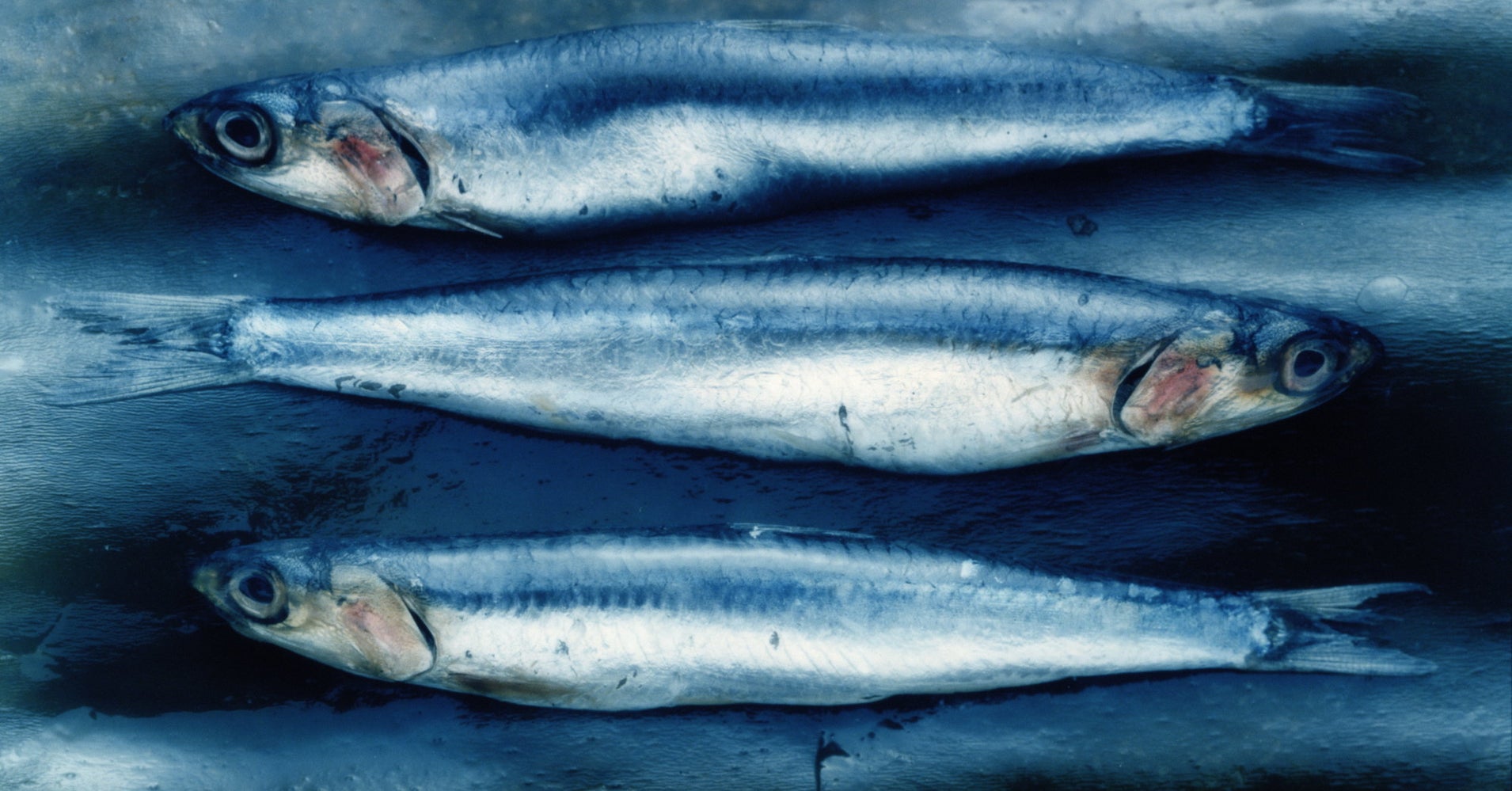 Anchovies May Be The Secret To Living Past 100 HuffPost