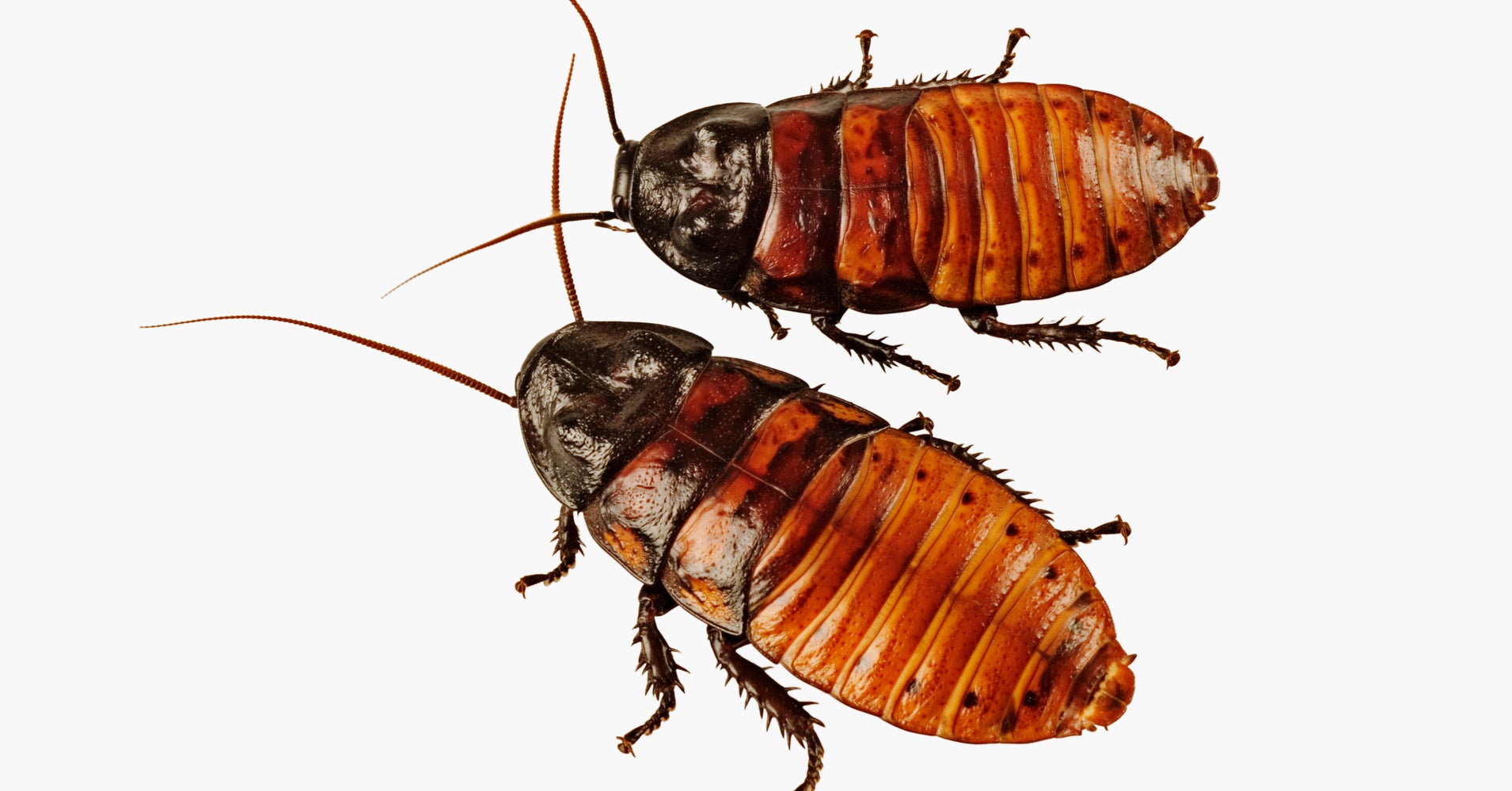 RoachInfested Apartment Explodes, Roaches Are Totally Fine With It