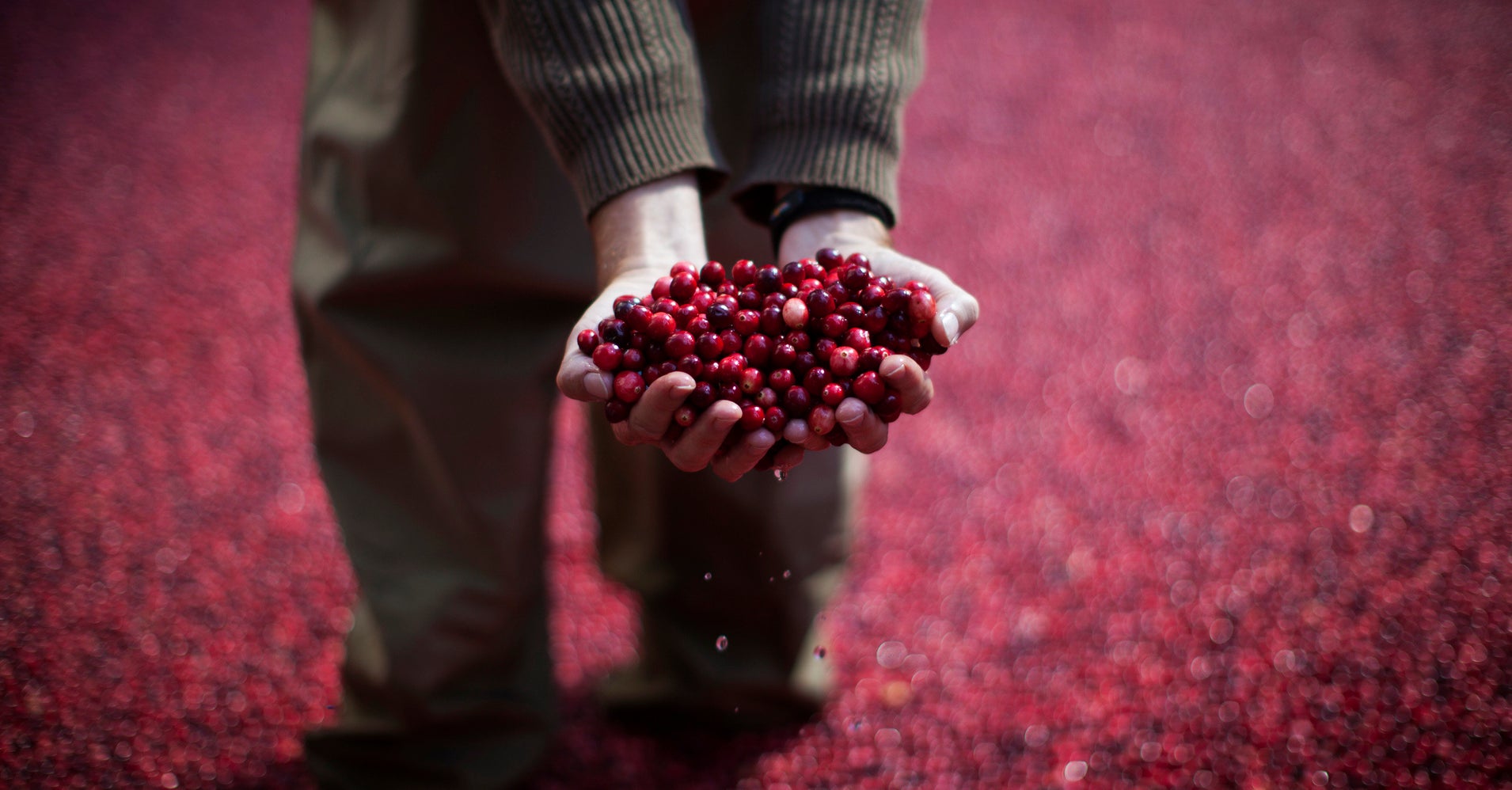 Not All Cranberry Supplements Prevent UTIs HuffPost
