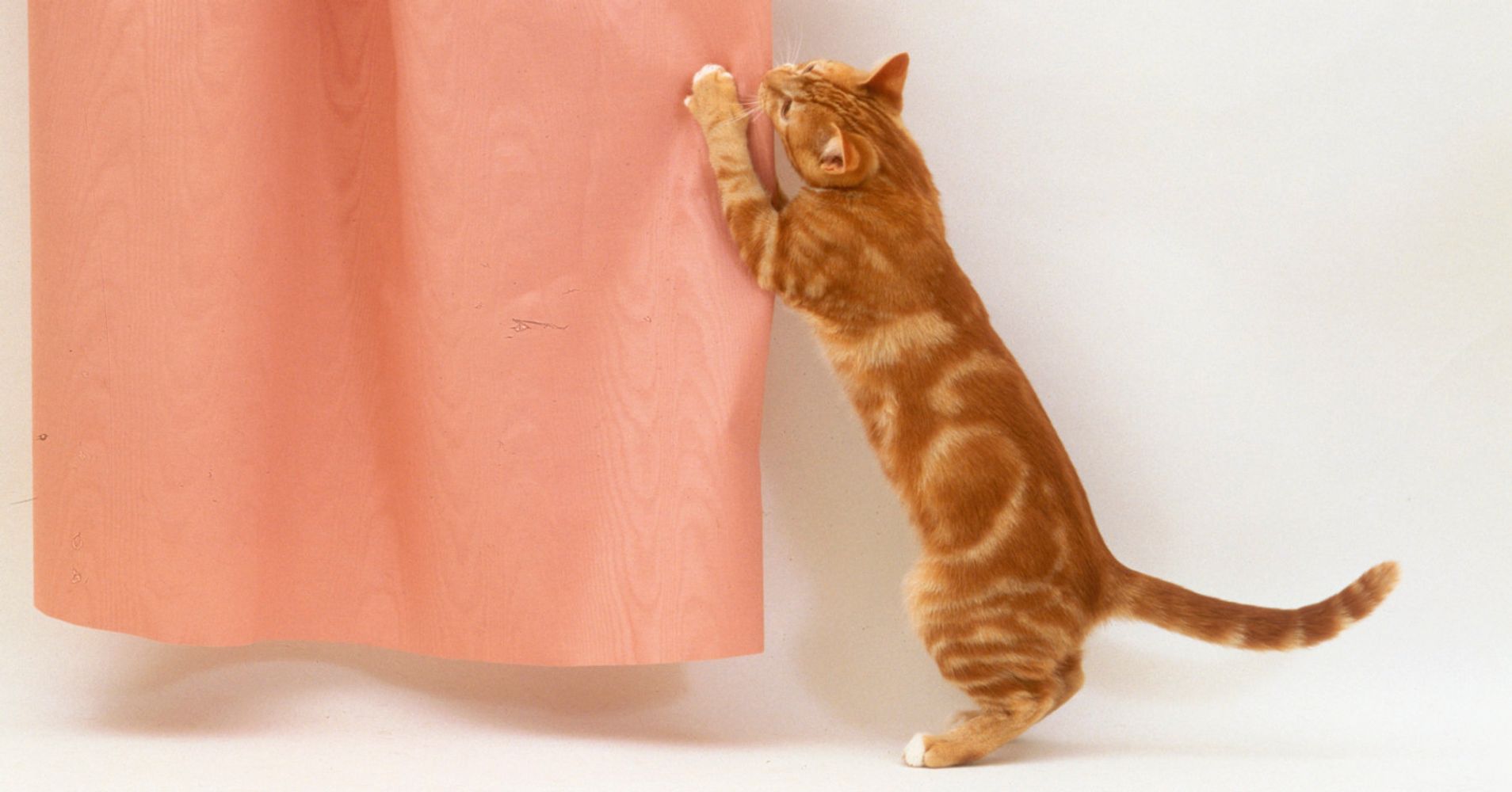 why-your-cat-scratches-everything-in-sight-huffpost