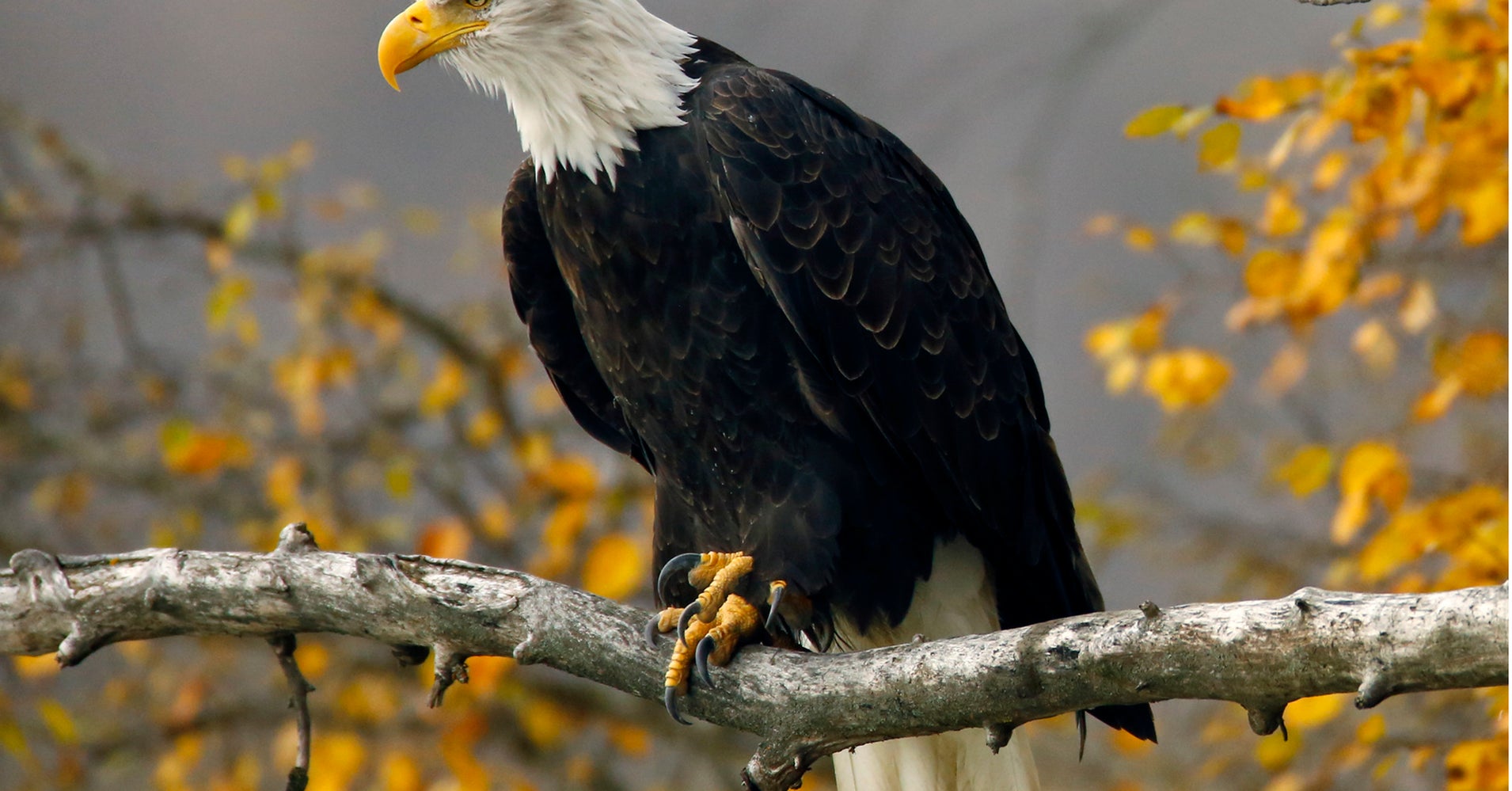 U.S. Proposes Giving Wind Farms 30Year Permits To Kill Eagles HuffPost