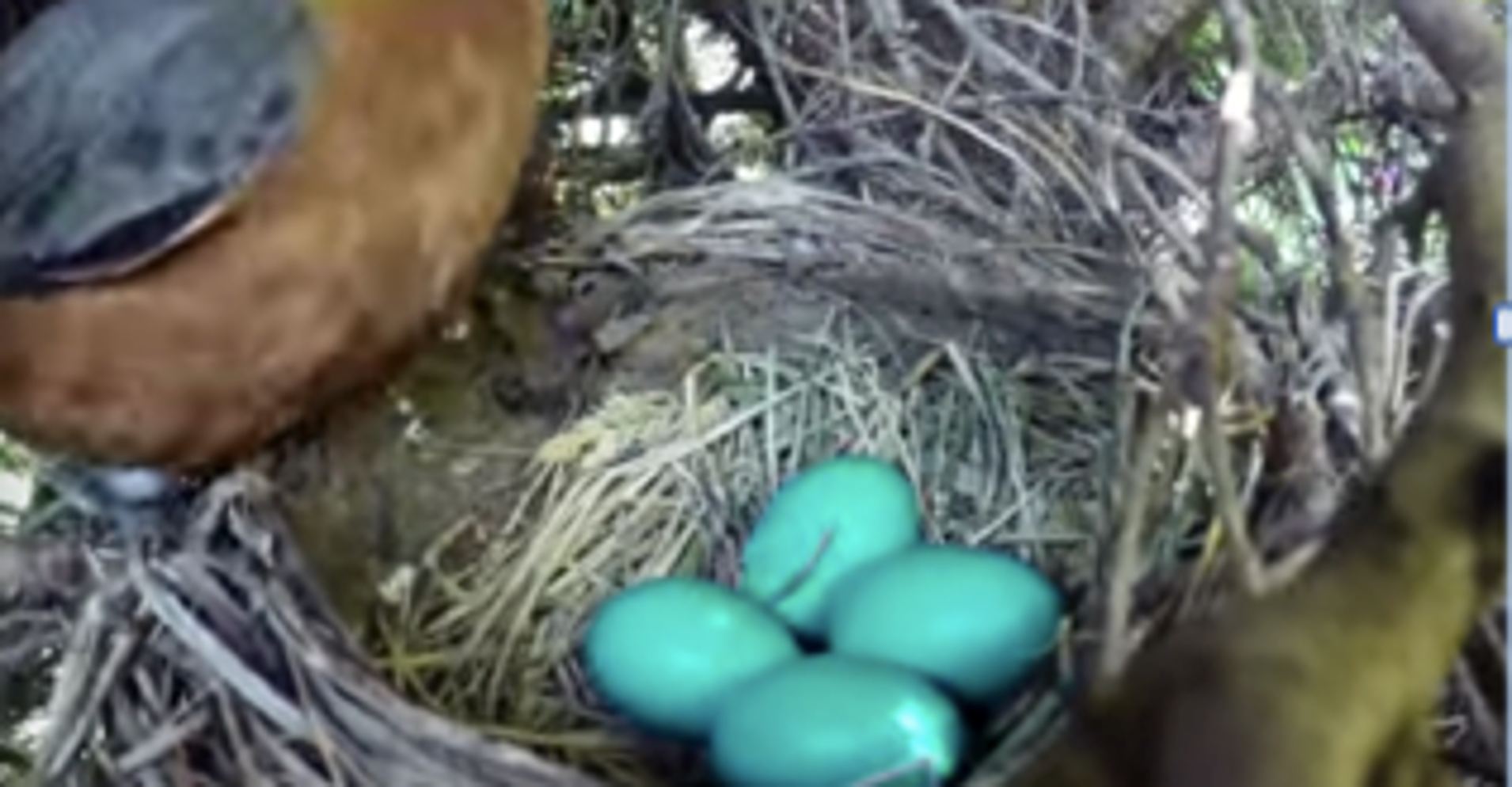 Man Shoots TimeLapse Video Of Bird's Nest, Gets Surprise Ending HuffPost
