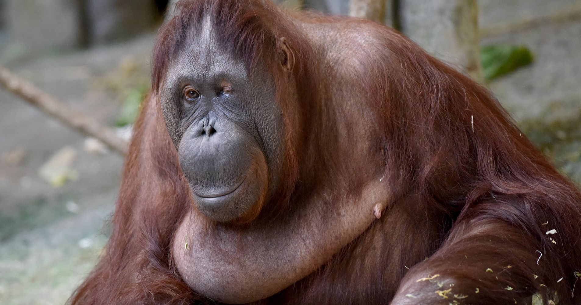 keeleco orangutan