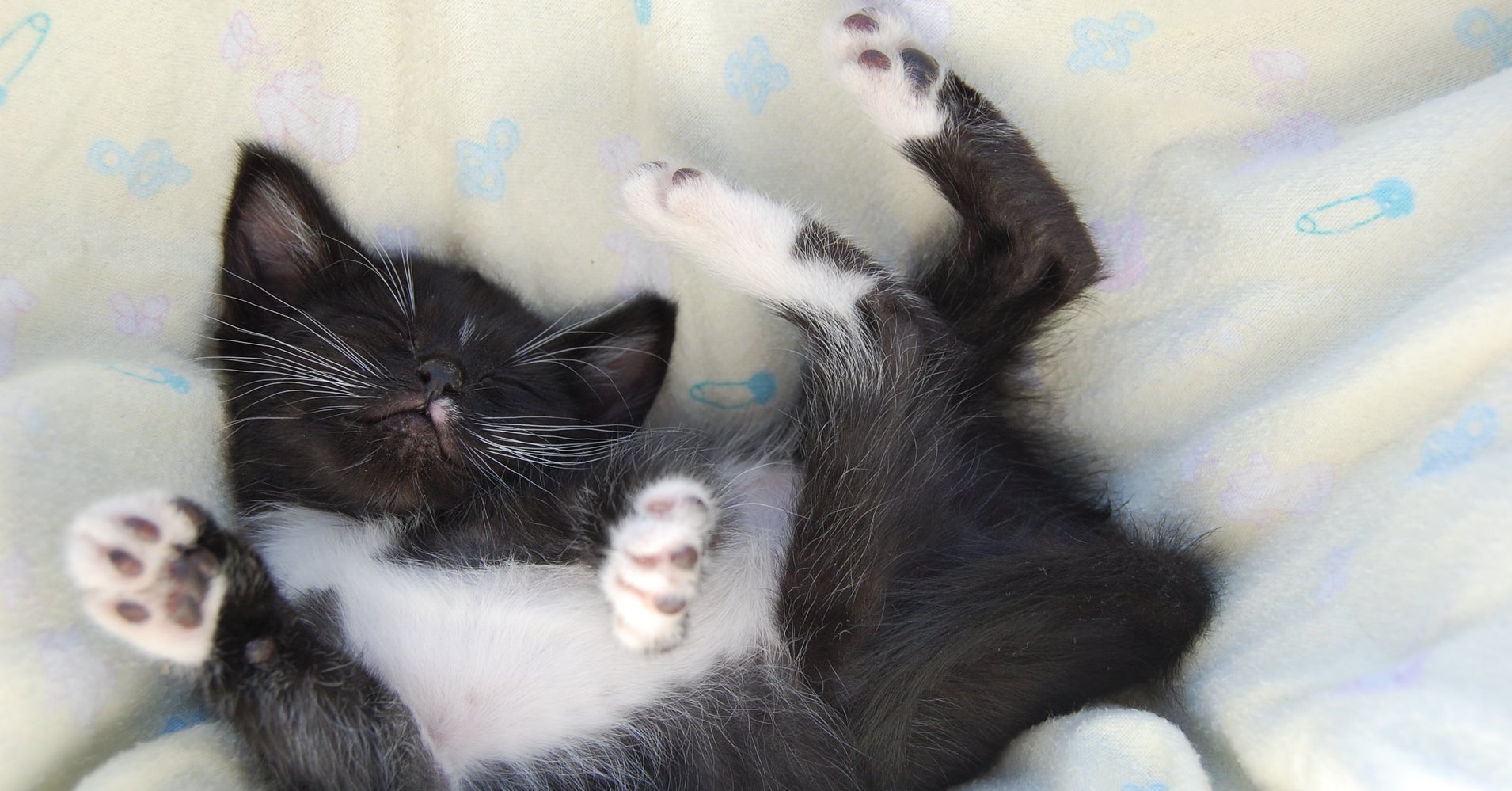 These Cats Sleep Like Humans, And They Get More Rest Than You HuffPost