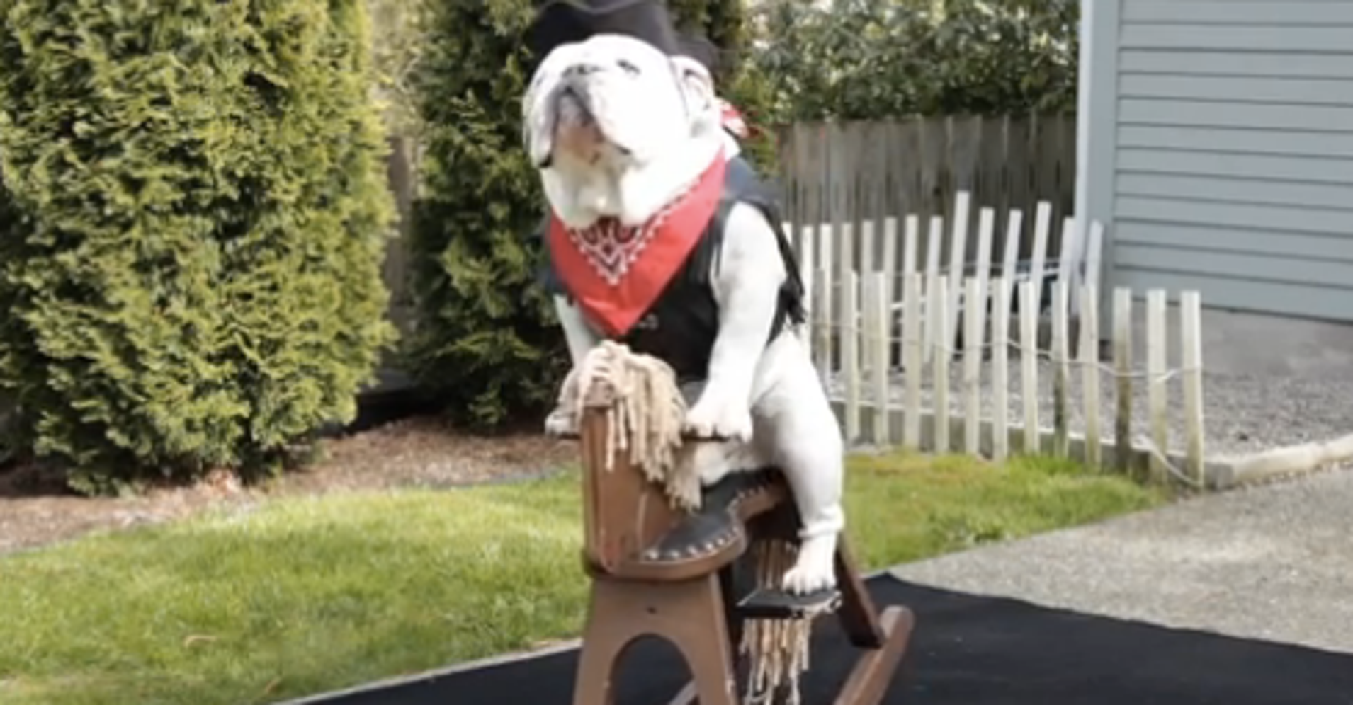 It's Friday. You Need To See This Bulldog Ride A Rocking Horse. HuffPost