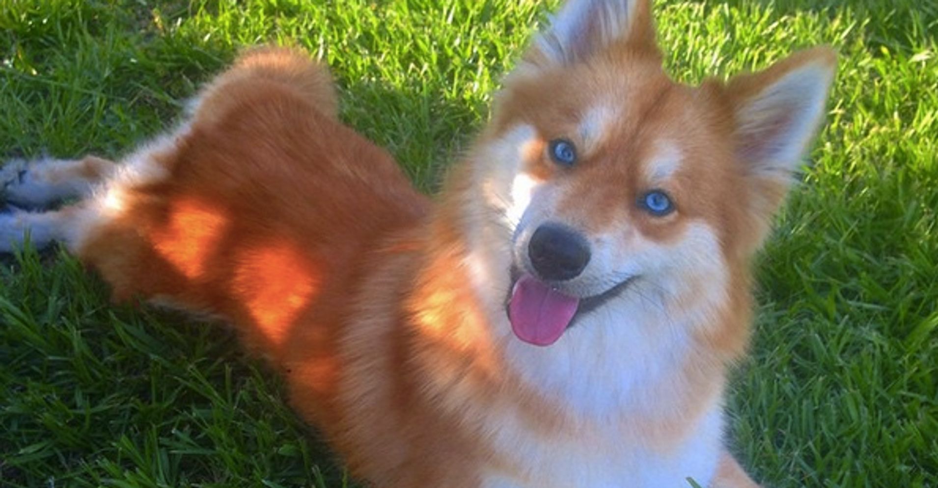 people-are-in-love-with-this-dog-who-looks-like-a-blue-eyed-fox-huffpost