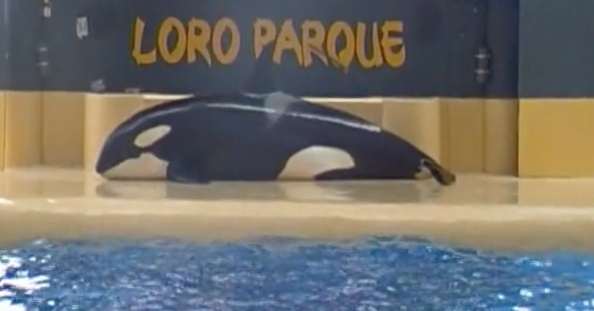 Disturbing Video Shows Killer Whale Beached Herself After Marine Park