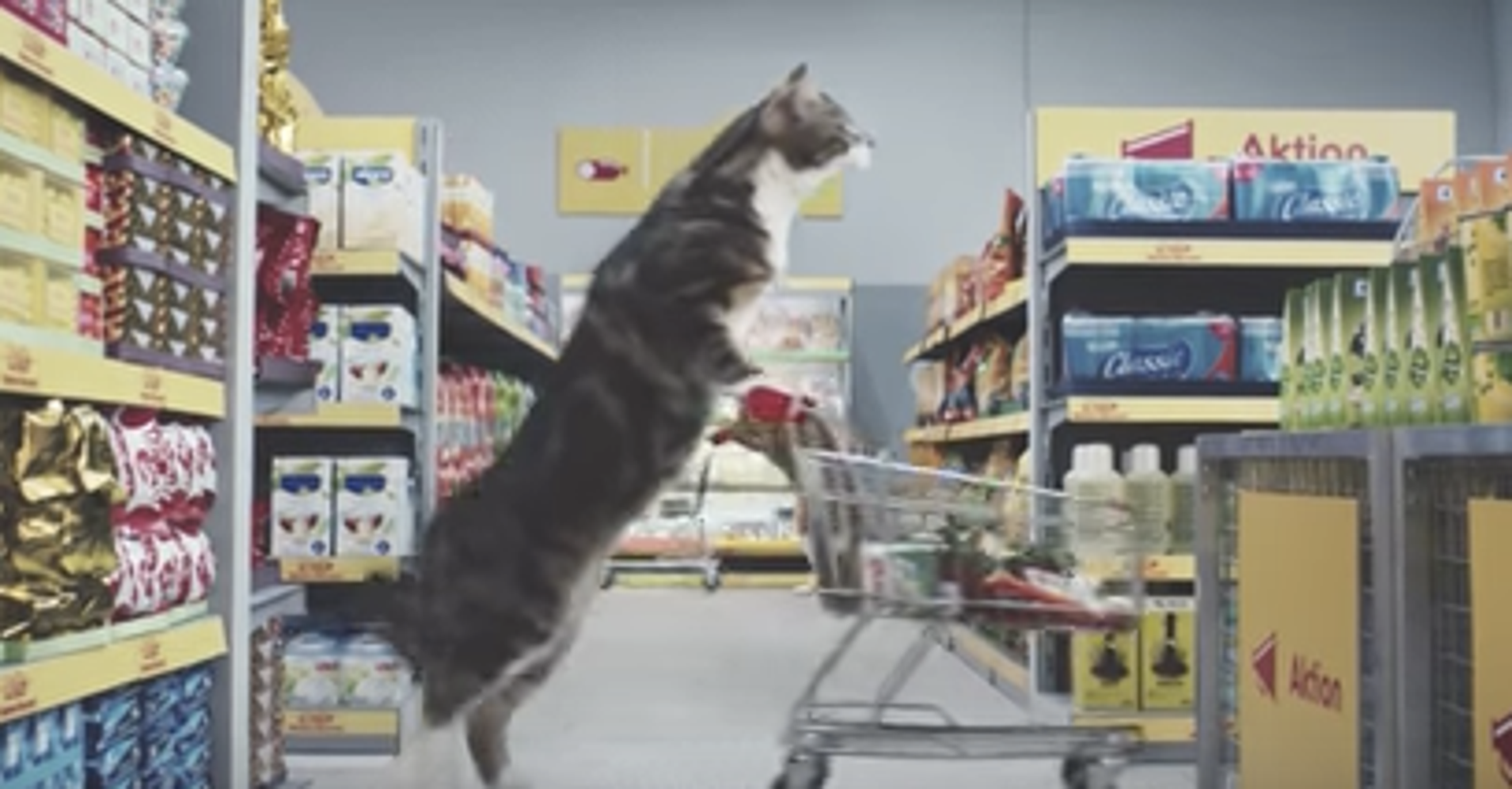 This German Grocer Has Made The Mother Of All Cat Videos HuffPost