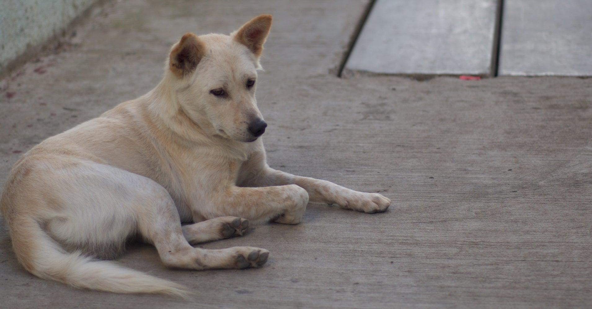 This Is What Happens When The Pavement Is Too Hot For Your Dog HuffPost this-is-what-happens-when-the-pavement-is-too-hot-for-your-dog-huffpost