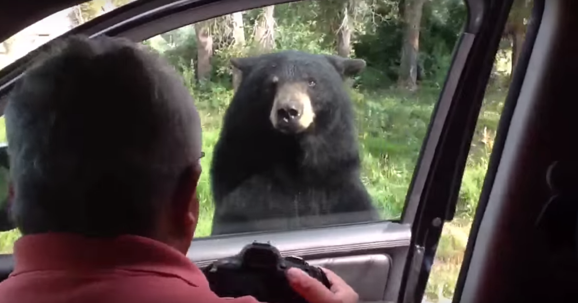 Black Bear Casually Opens Car Door, Sends Family Into Fit Of Terror