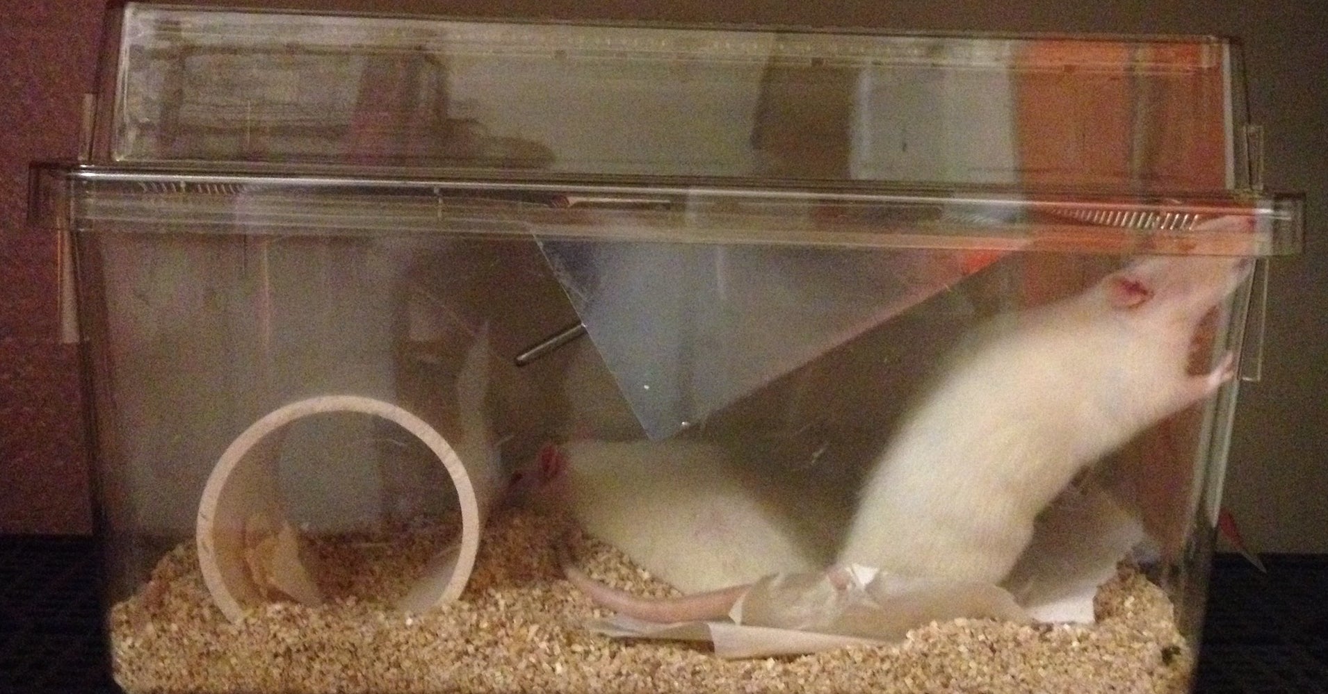 Lab Rats' Cramped Cages Called Bad For Animals And Science Too HuffPost