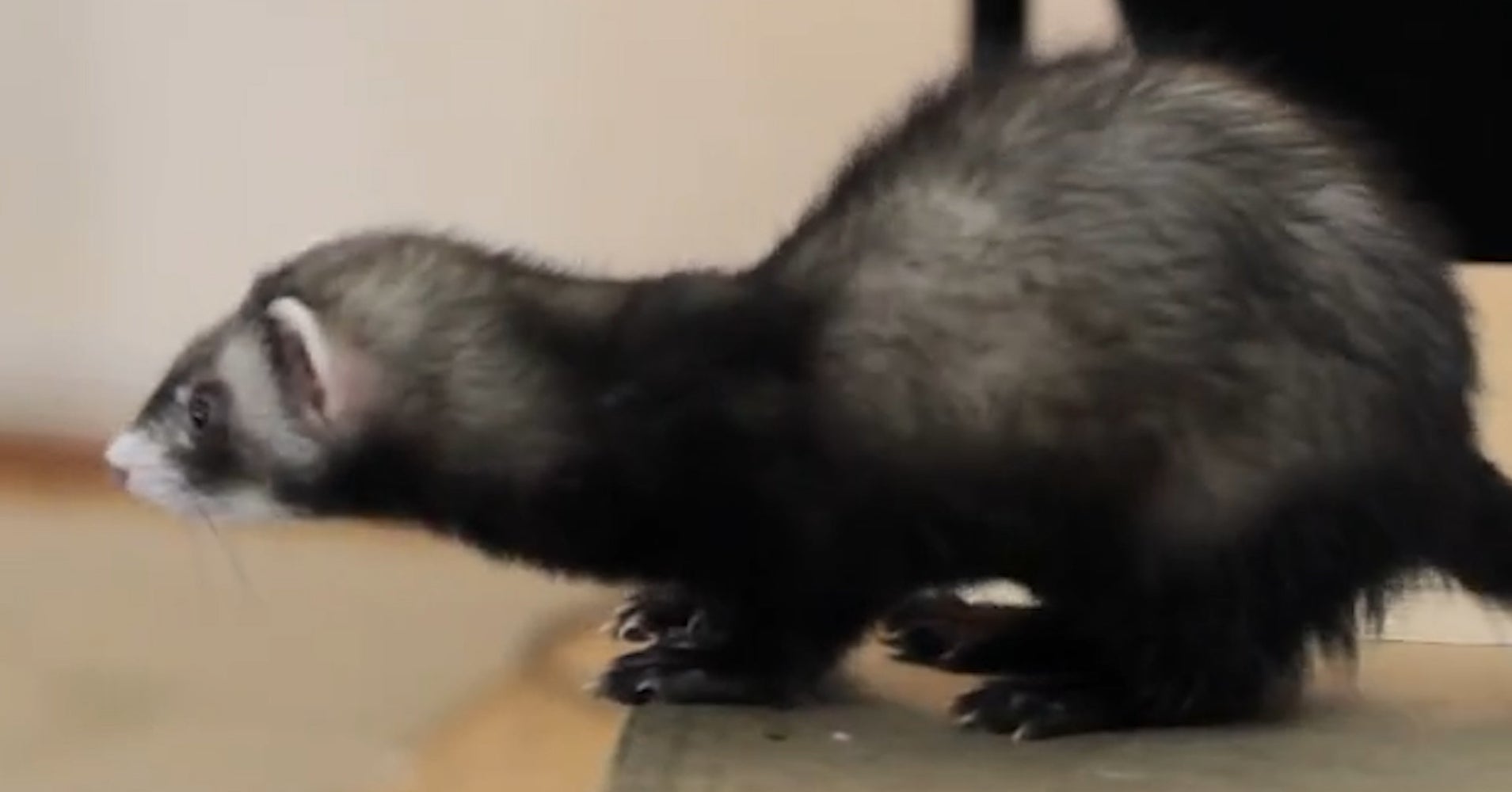 Ferrets Who Can't Jump For S!t HuffPost