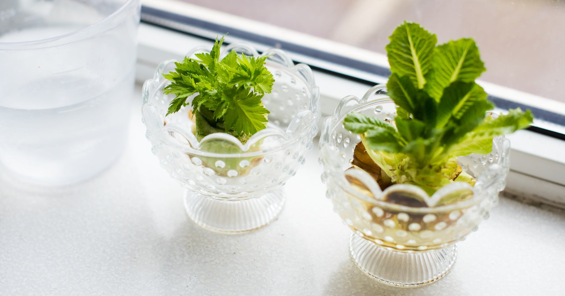 How To Regrow Vegetables From Nothing More Than Kitchen Scraps HuffPost