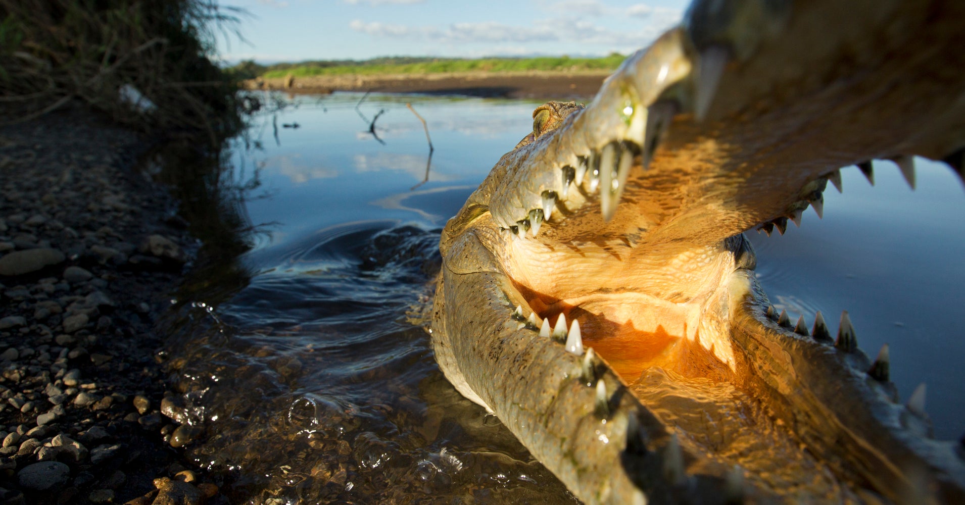 American Surfer Mauled By Crocodile In Costa Rica HuffPost