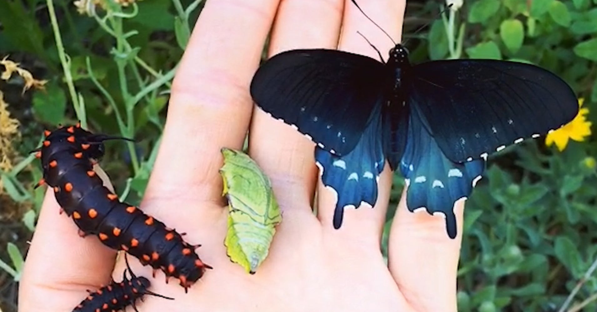 Meet The Scientist Who Revitalized A Locally Rare Butterfly Species In