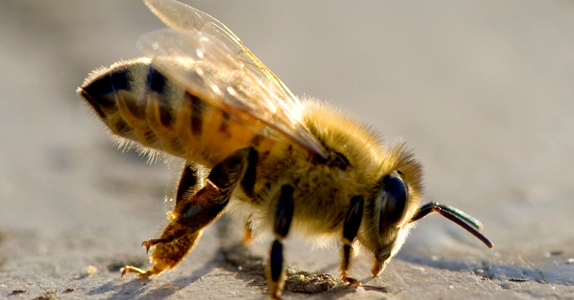 Our Chemicals Are Killing Honey Bees Sex Lives Huffpost