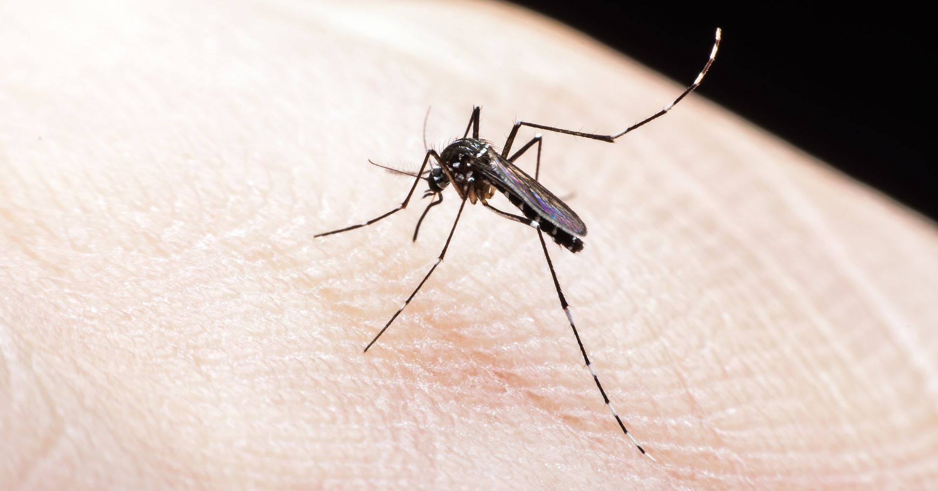What You Need To Know About Zika If Youre Trying To Get Pregnant Huffpost