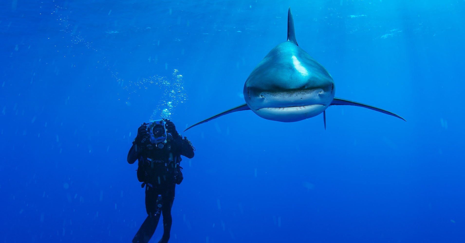 Spellbinding Photos Of Sharks That Show They Deserve Respect, Not Fear