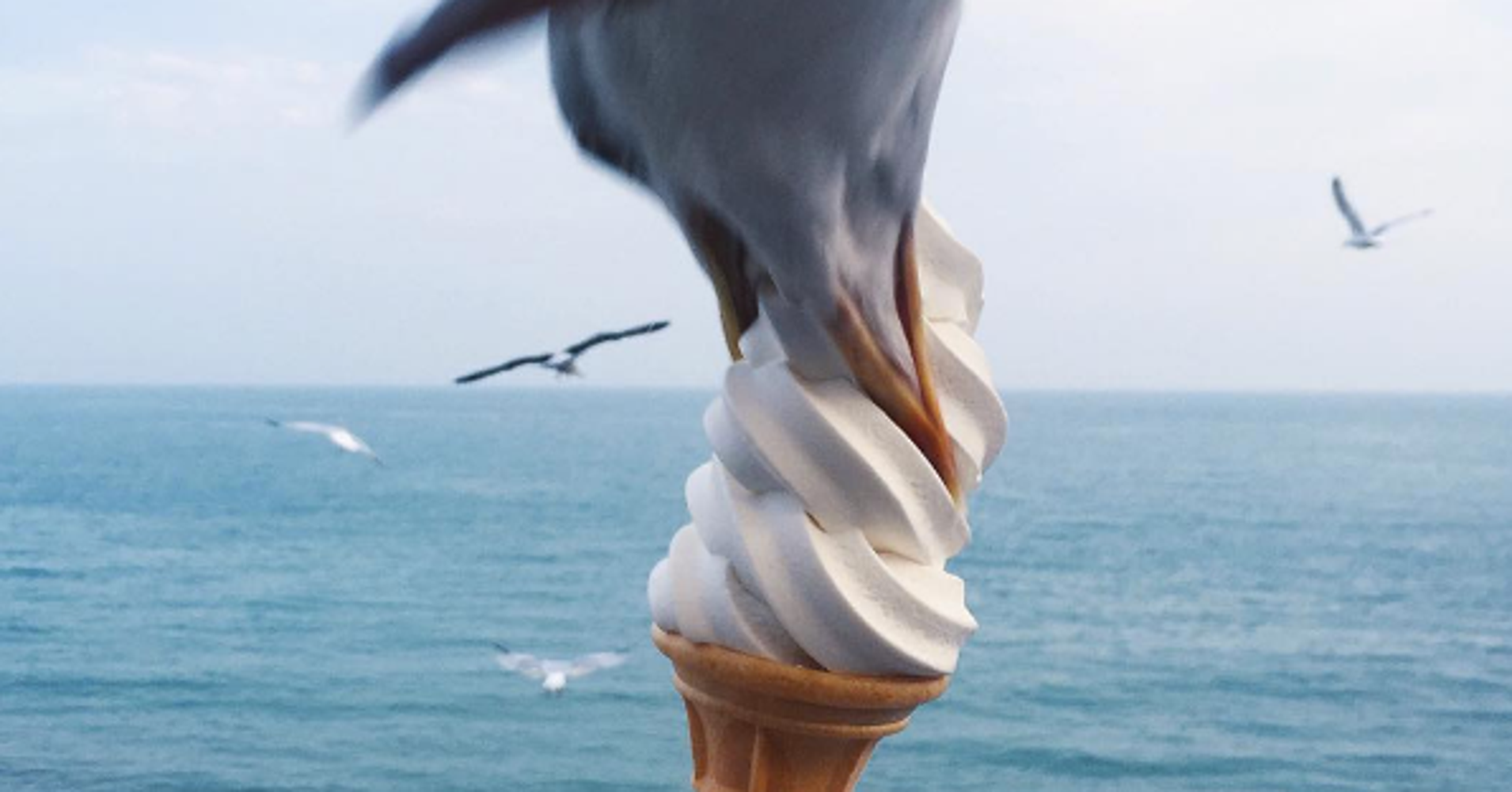 Seagull Steals Ice Cream (And It's Caught On Camera) HuffPost