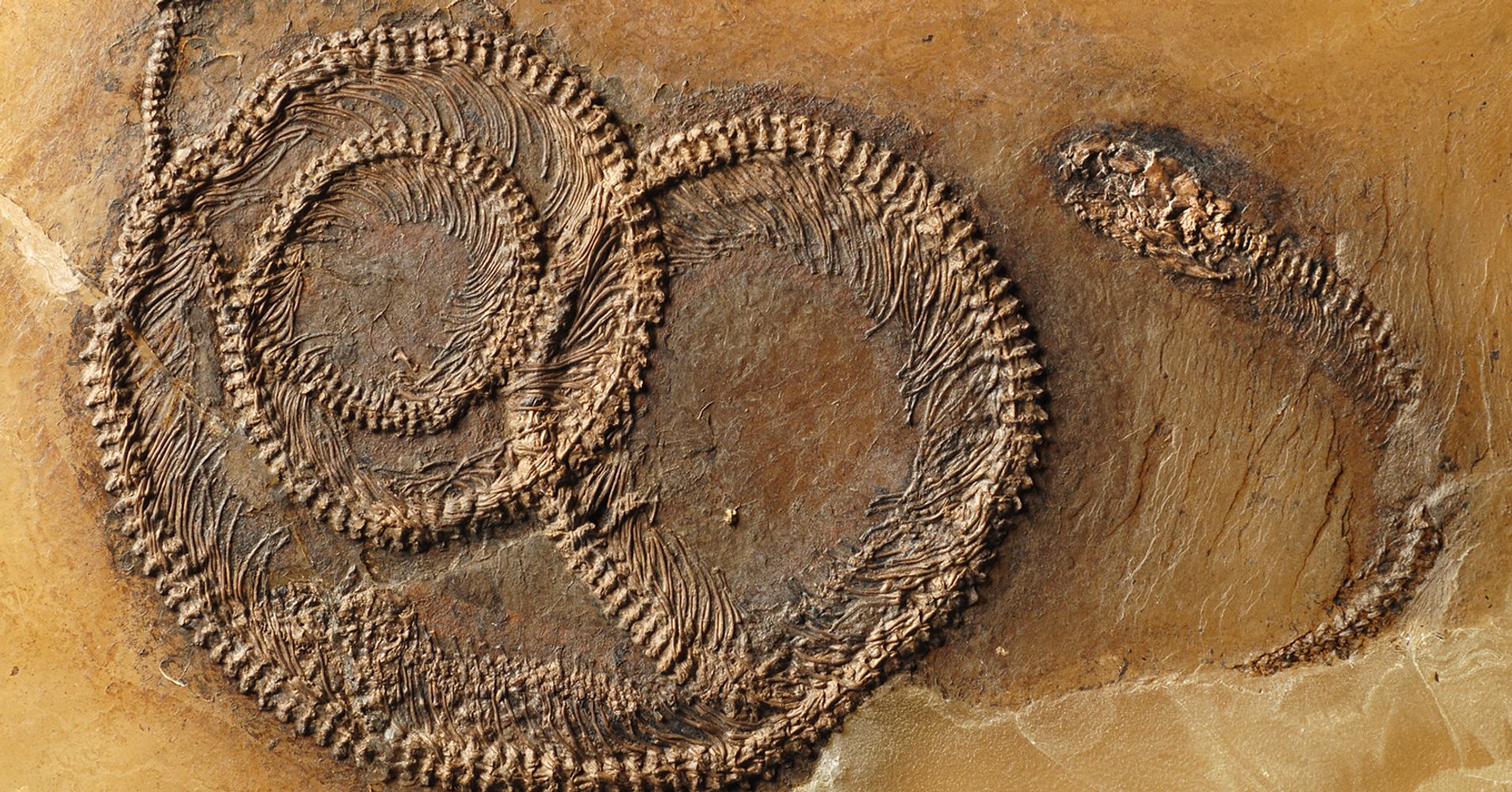 amazing fossils