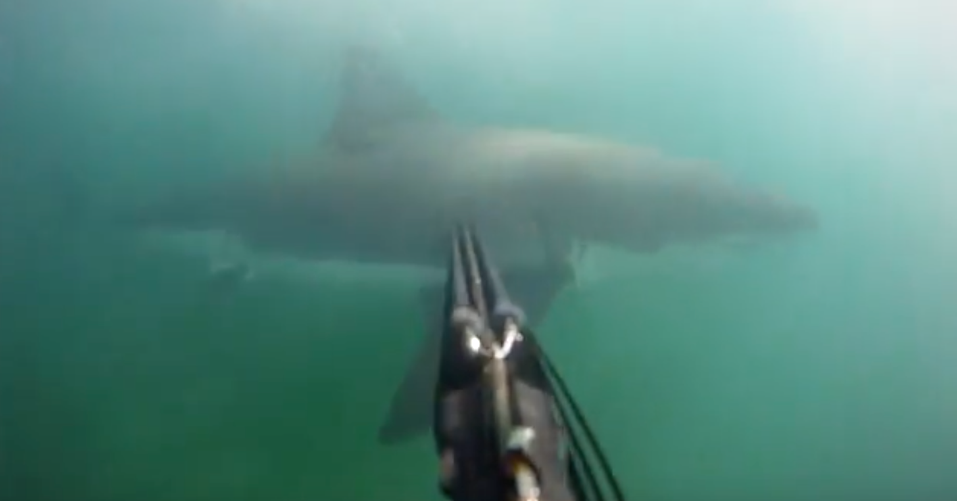 Ambushed Diver Fights Off Great White Shark With Speargun HuffPost