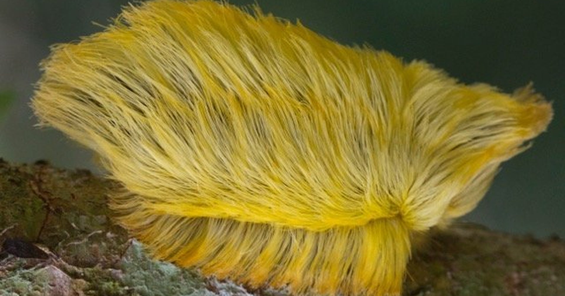 In Case You Forgot, There's A Toxic Caterpillar That Looks Like Trump (Seriously) | HuffPost