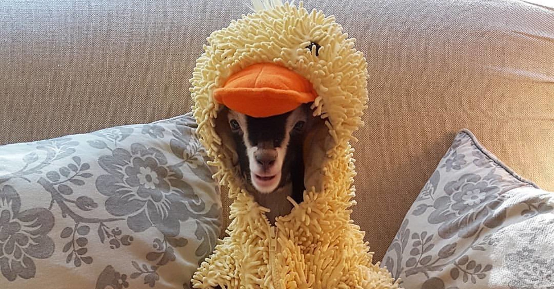 Baby Goat Can Only Truly Relax When Dressed As A Duck HuffPost