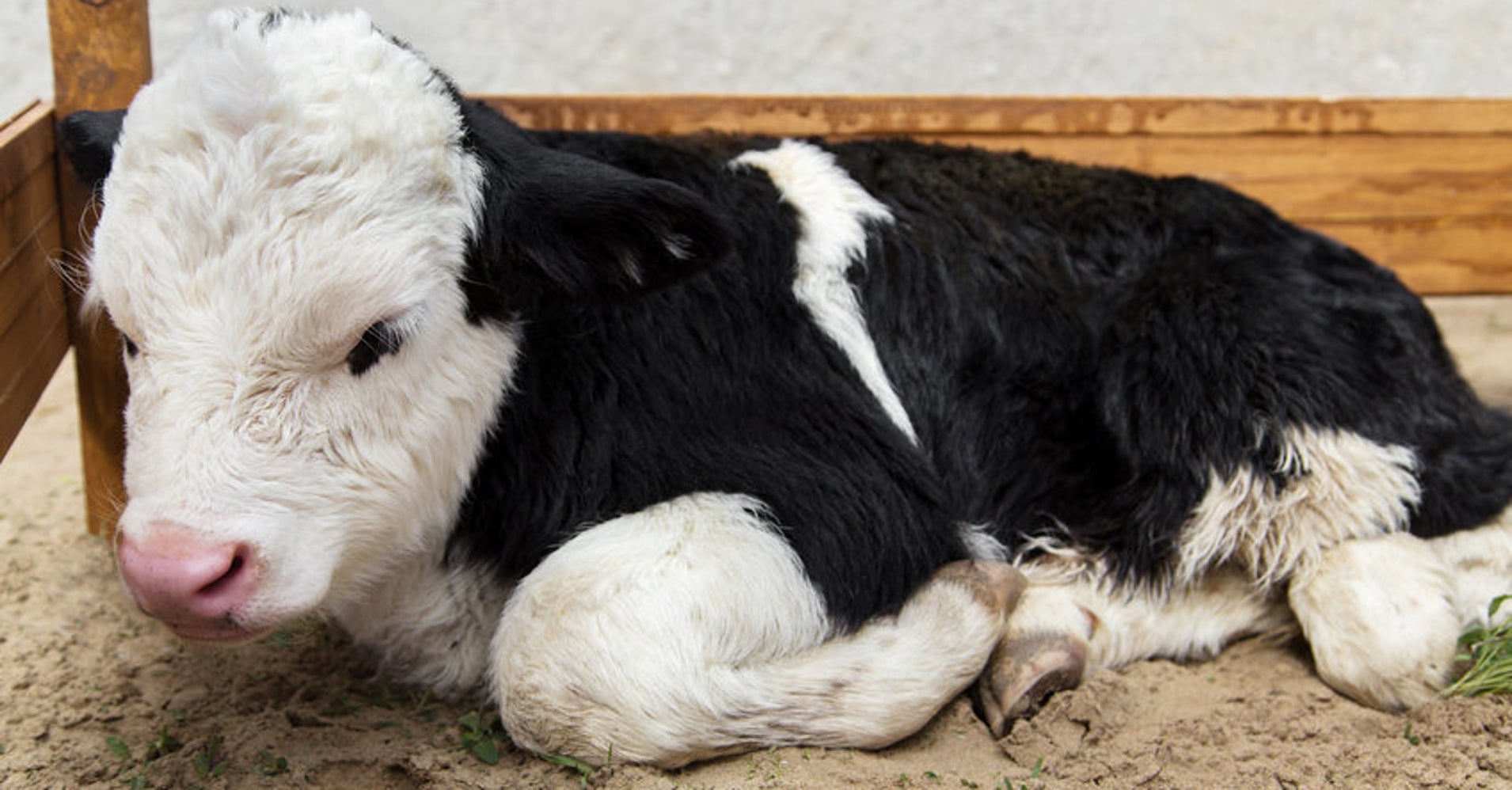 DrugResistant Salmonella Outbreak Linked To Livestock Used In 4H