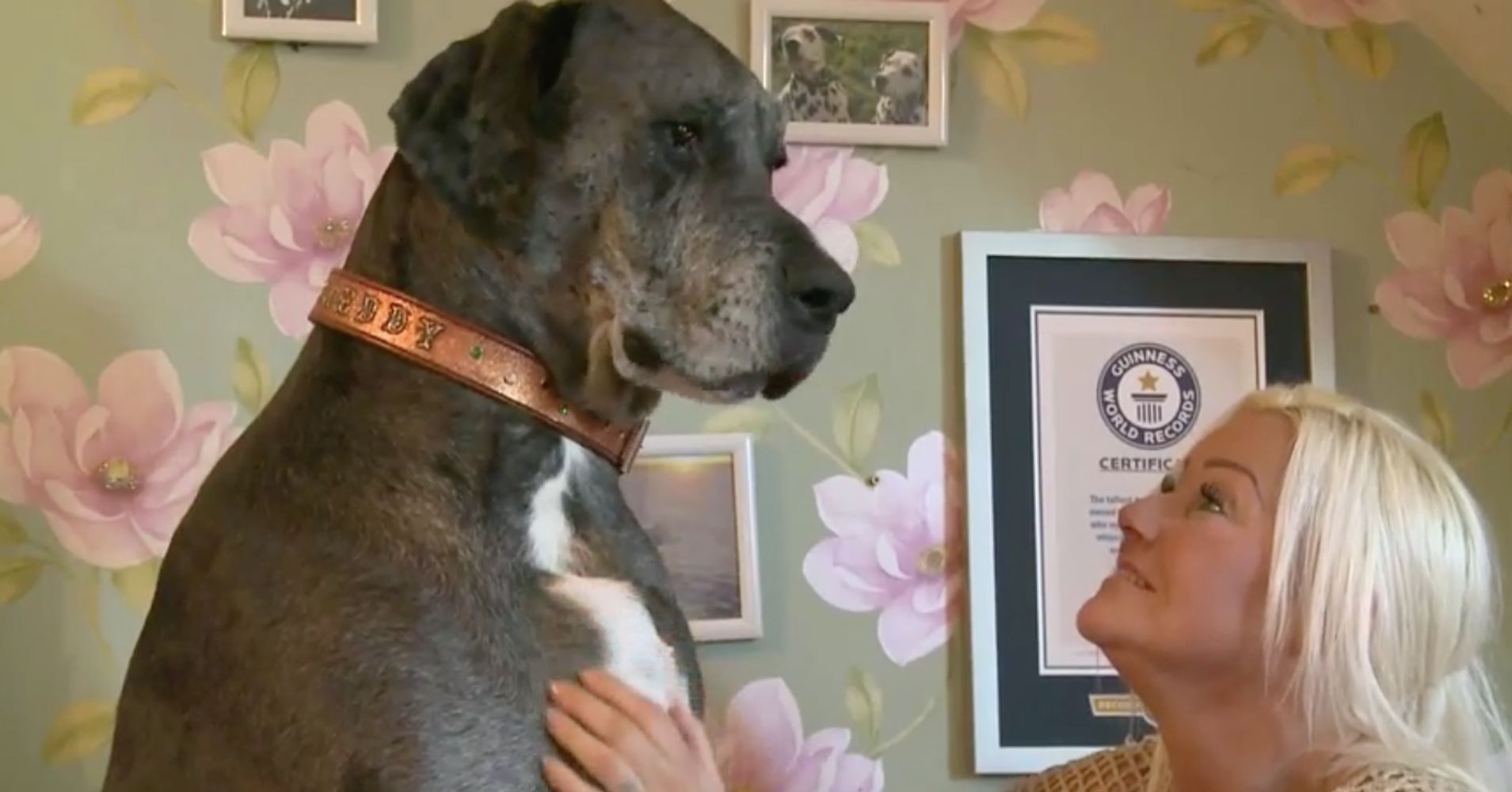 This Great Big Great Dane Just Received A Huge Honor Huffpost 