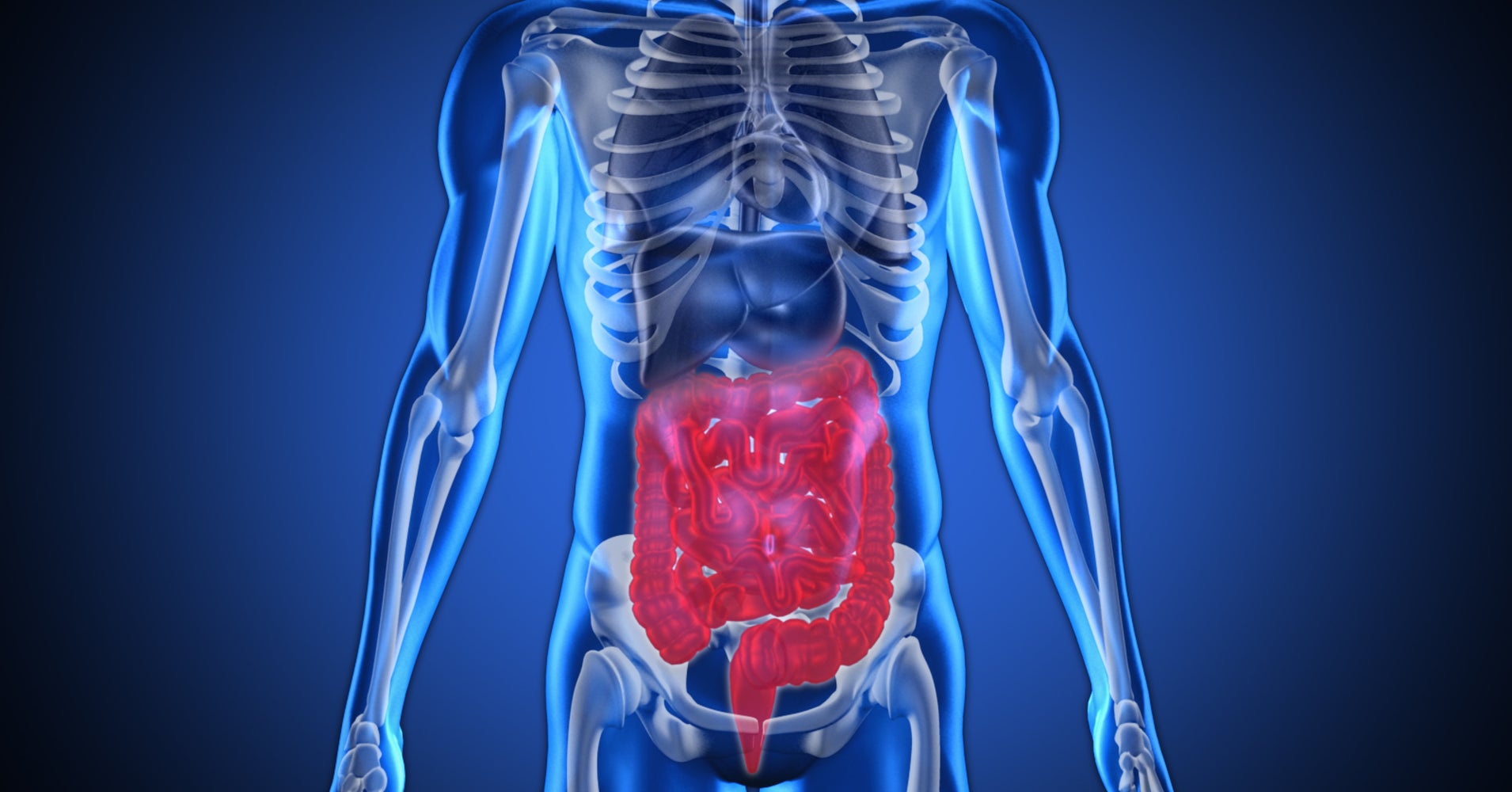 Scientists Have Discovered A New Organ In The Digestive System | HuffPost