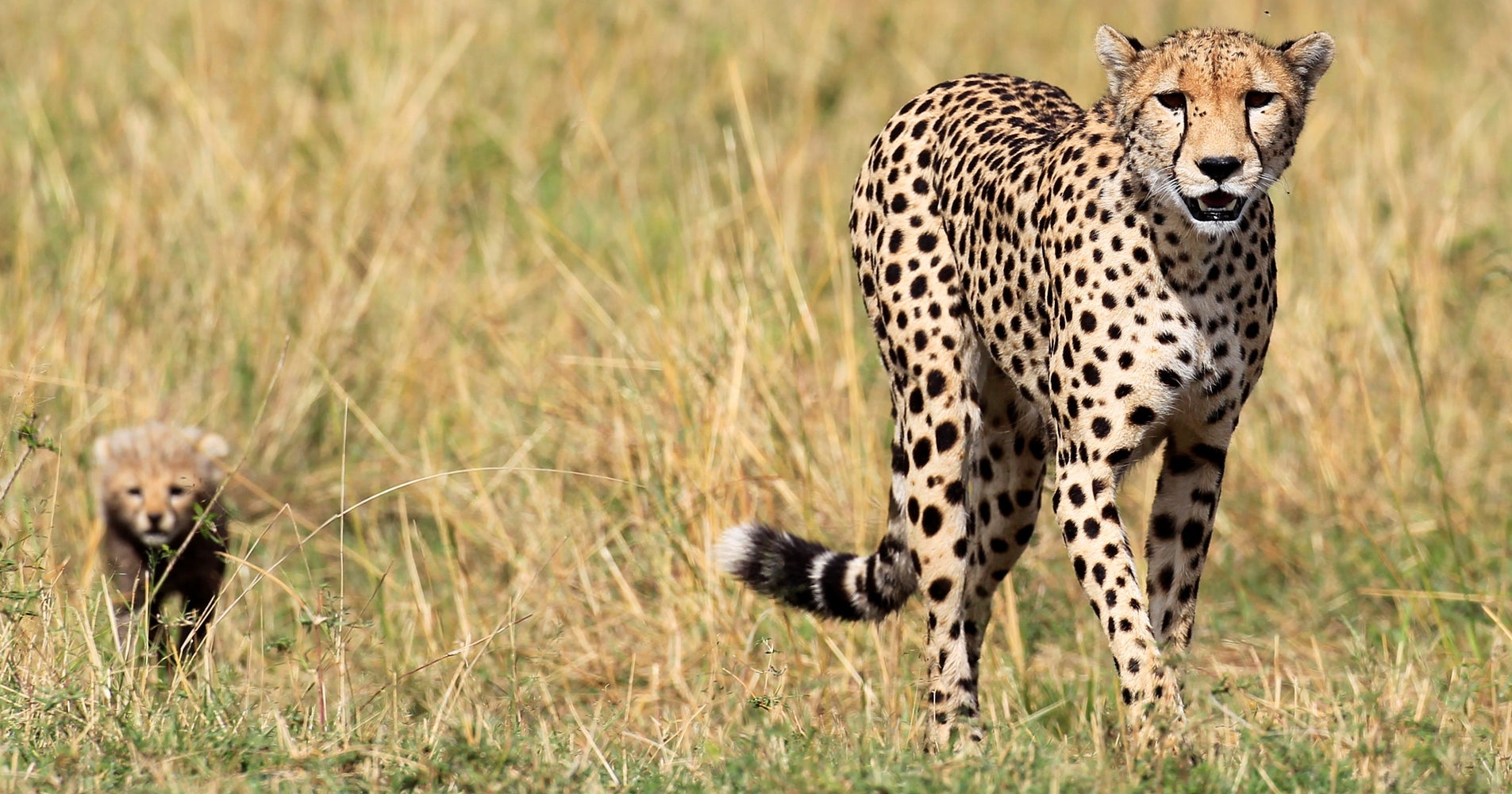 Rich People In The UAE Can't Own Cheetahs Anymore HuffPost