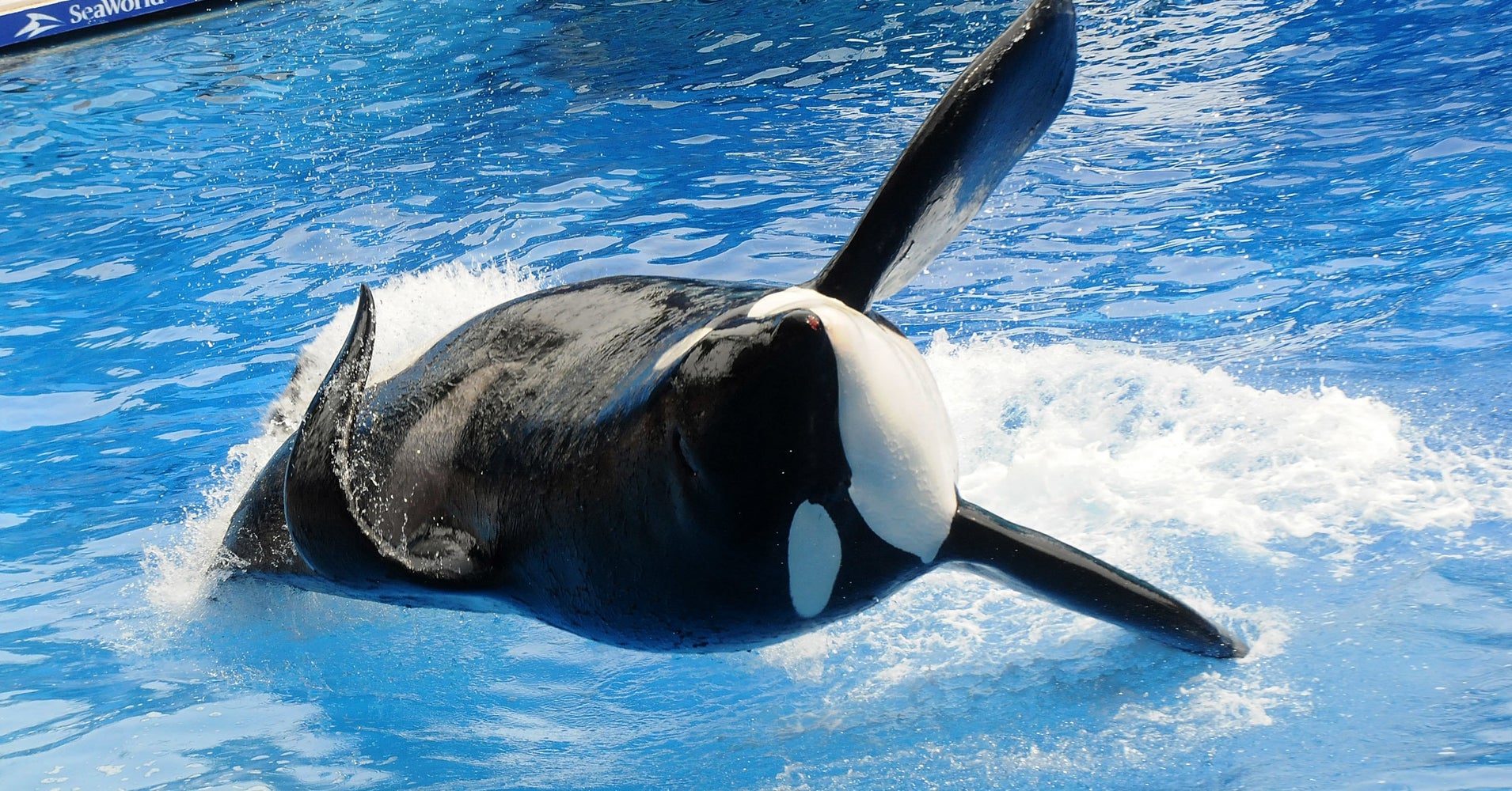 Tilikum, Orca At The Center Of SeaWorld Controversy, Has Died HuffPost Tilikum, Orca At The Center Of SeaWorld Controversy, Has Died HuffPost