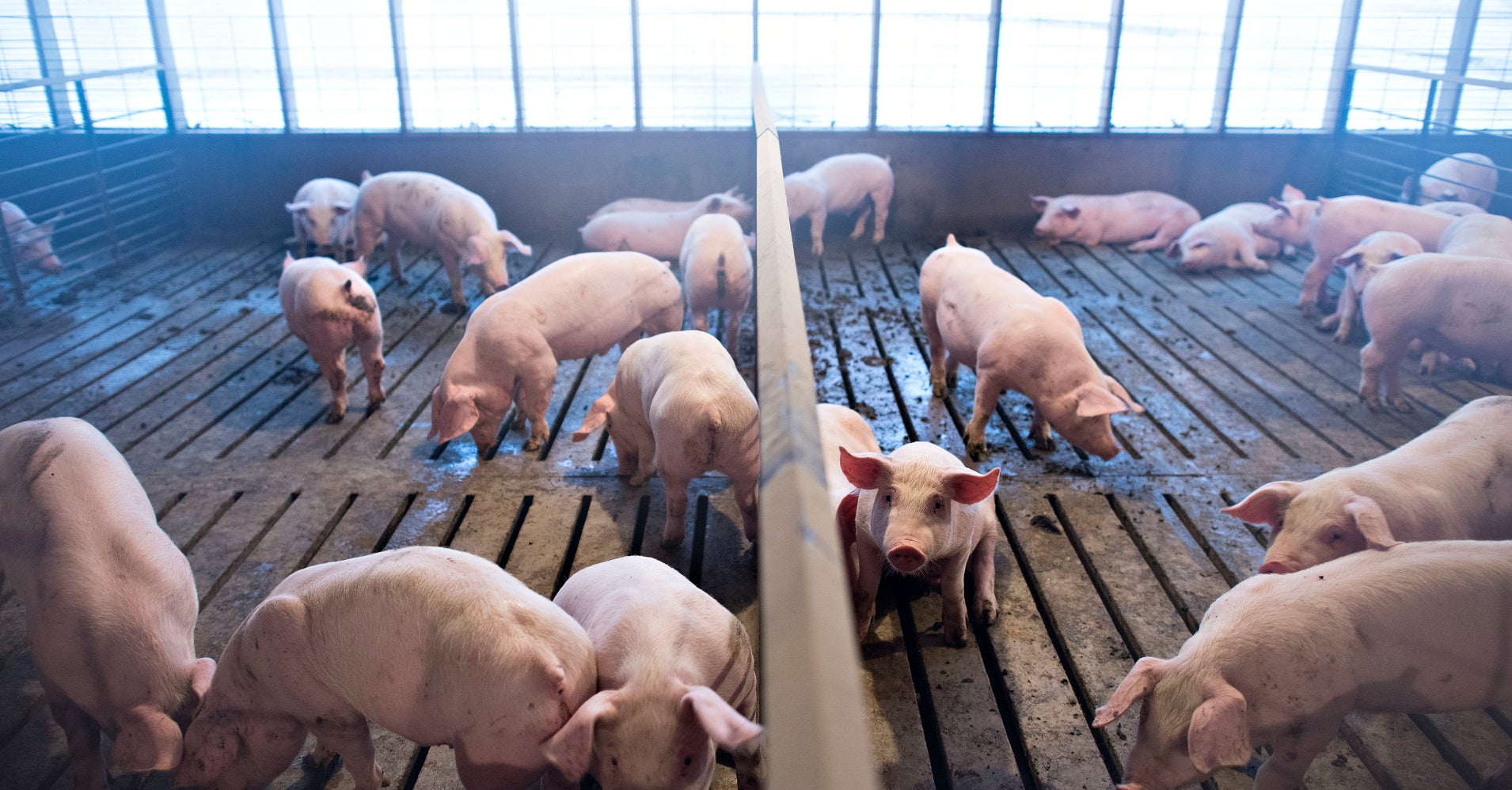 If We’re Going To End Factory Farms, We Need To Eat Way Less Meat