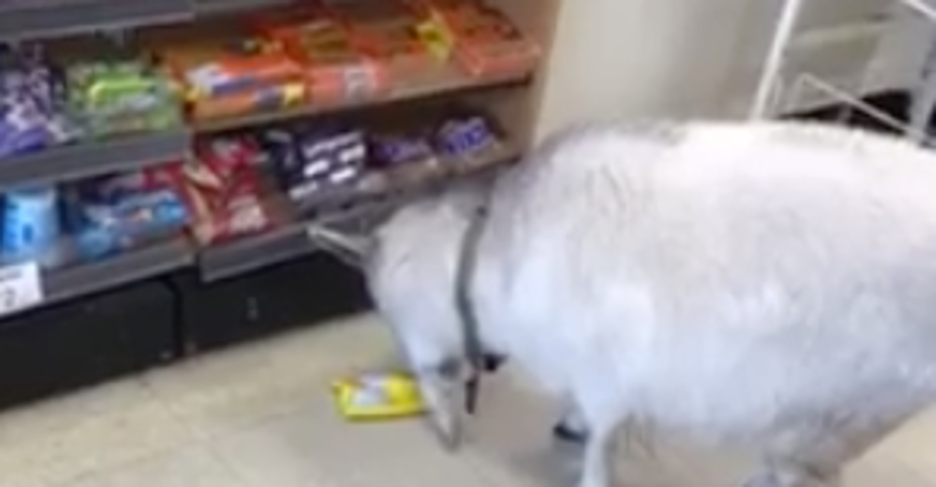 Goat Walks Into Oregon 7Eleven, Helps Herself To Some Sour Skittles