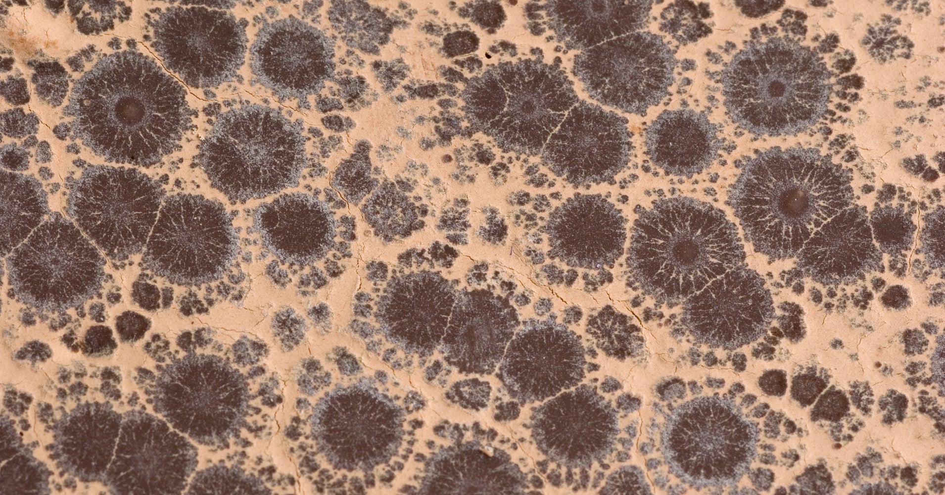 So, THAT's What That White Powder On Chocolate Is HuffPost