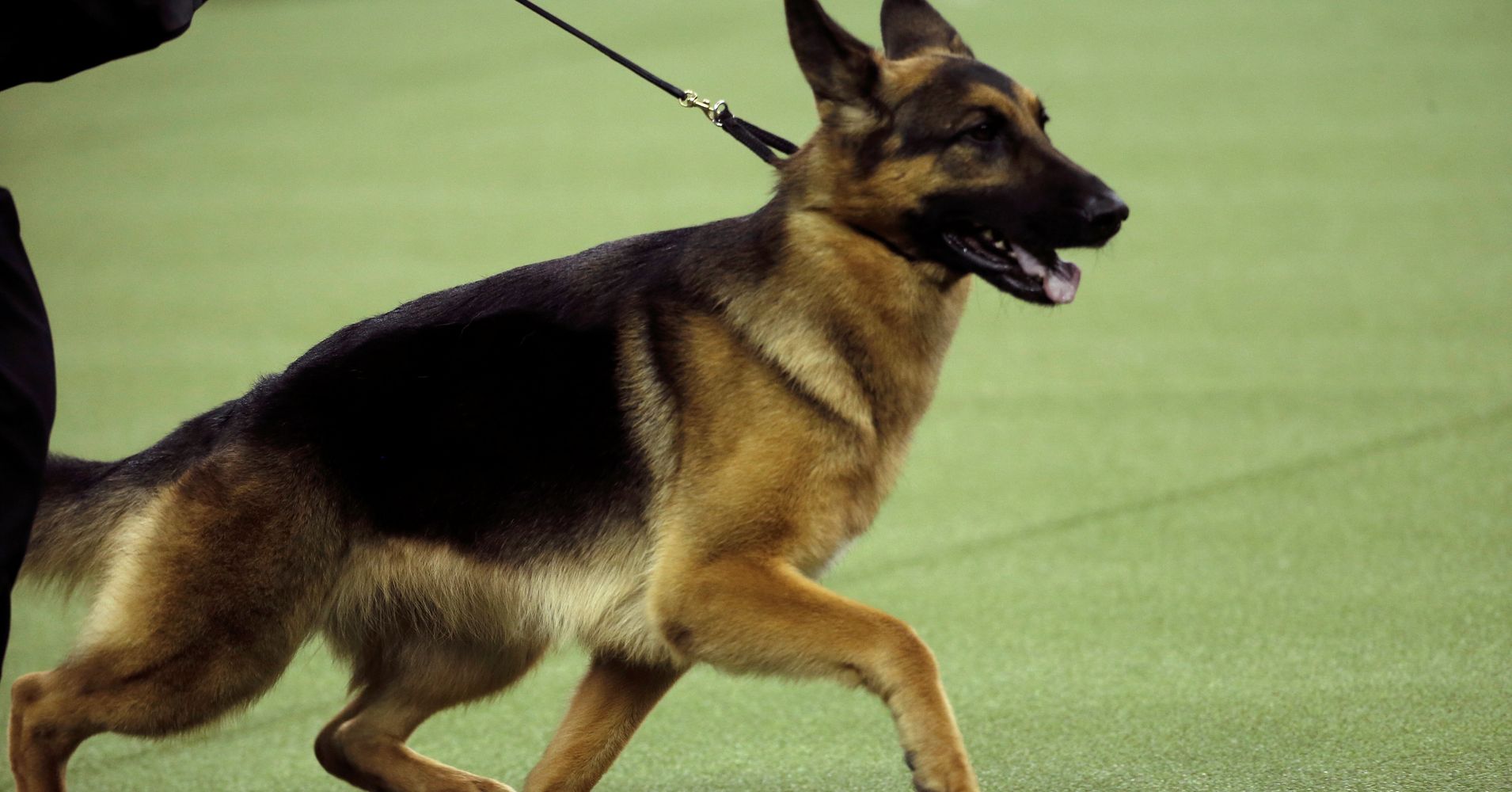 Rumor The German Shepherd Wins Best In Show At Westminster HuffPost