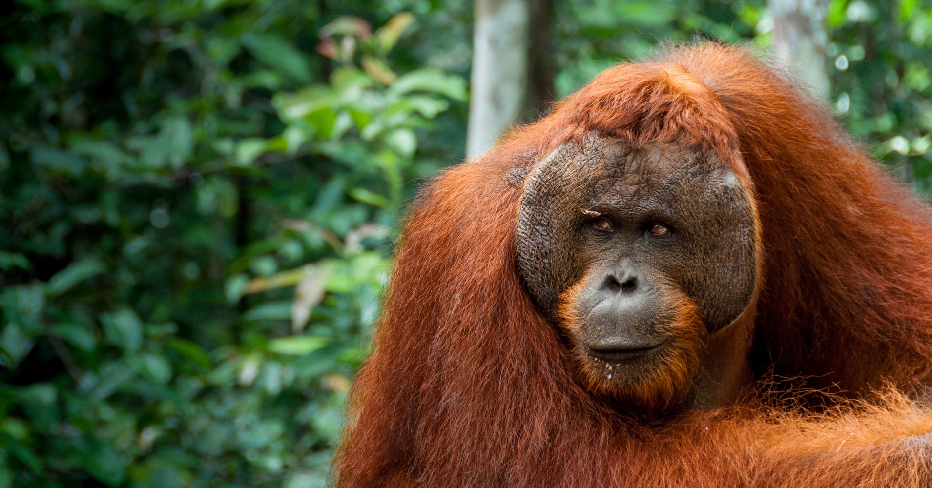 Palm Oil Workers Investigated For Killing, Eating Endangered Orangutan