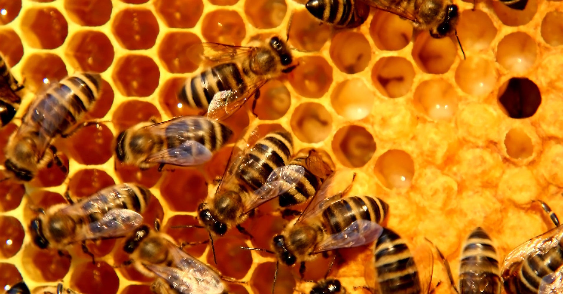 FYI, Honey Is Basically Bee Vomit HuffPost