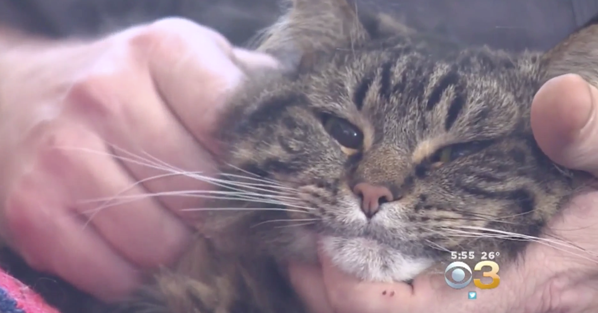 Hero Cat Pounds On Door, Saves Owners From Carbon Monoxide Poisoning